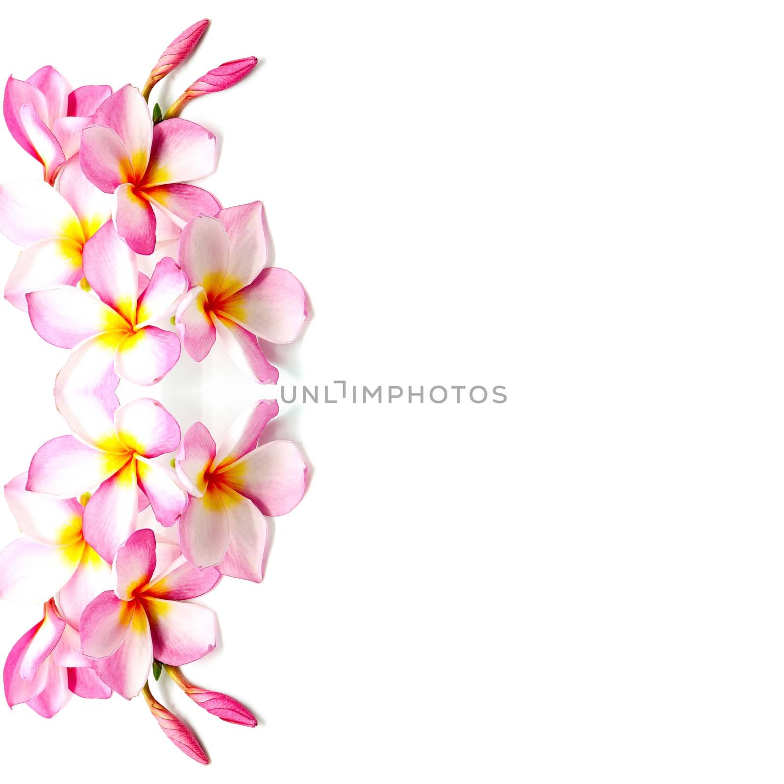 Tropical pink Plumeria or Fangipani flower, isolated on a white background