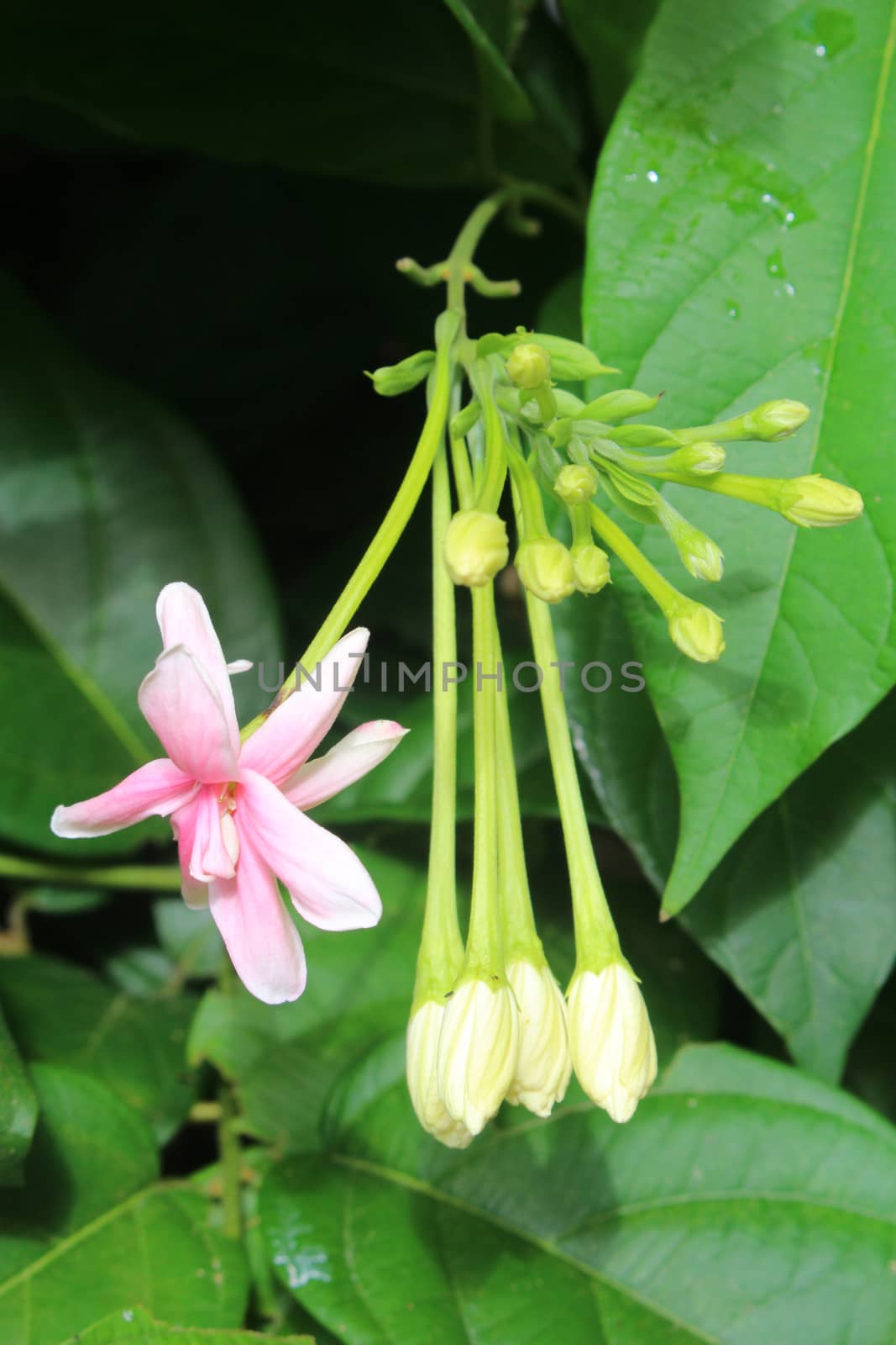 There are the pink rangoon creeper.When they are begin to blooming have pink colour.