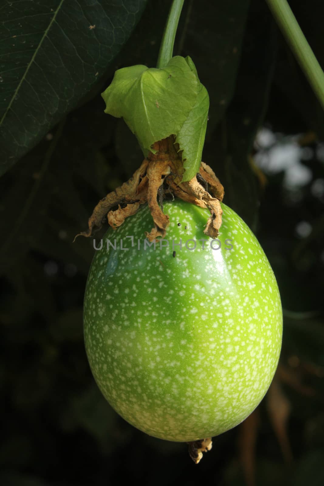 unripe passionfruit by kaidevil