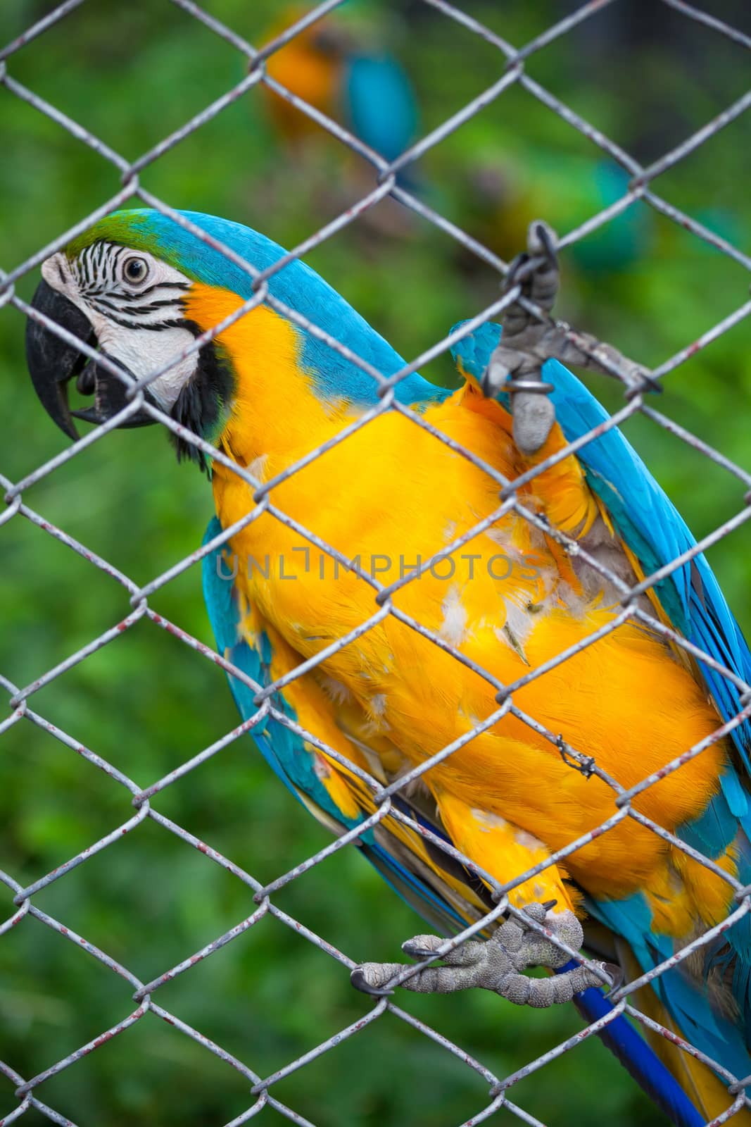 blue and yellow macaw in cage