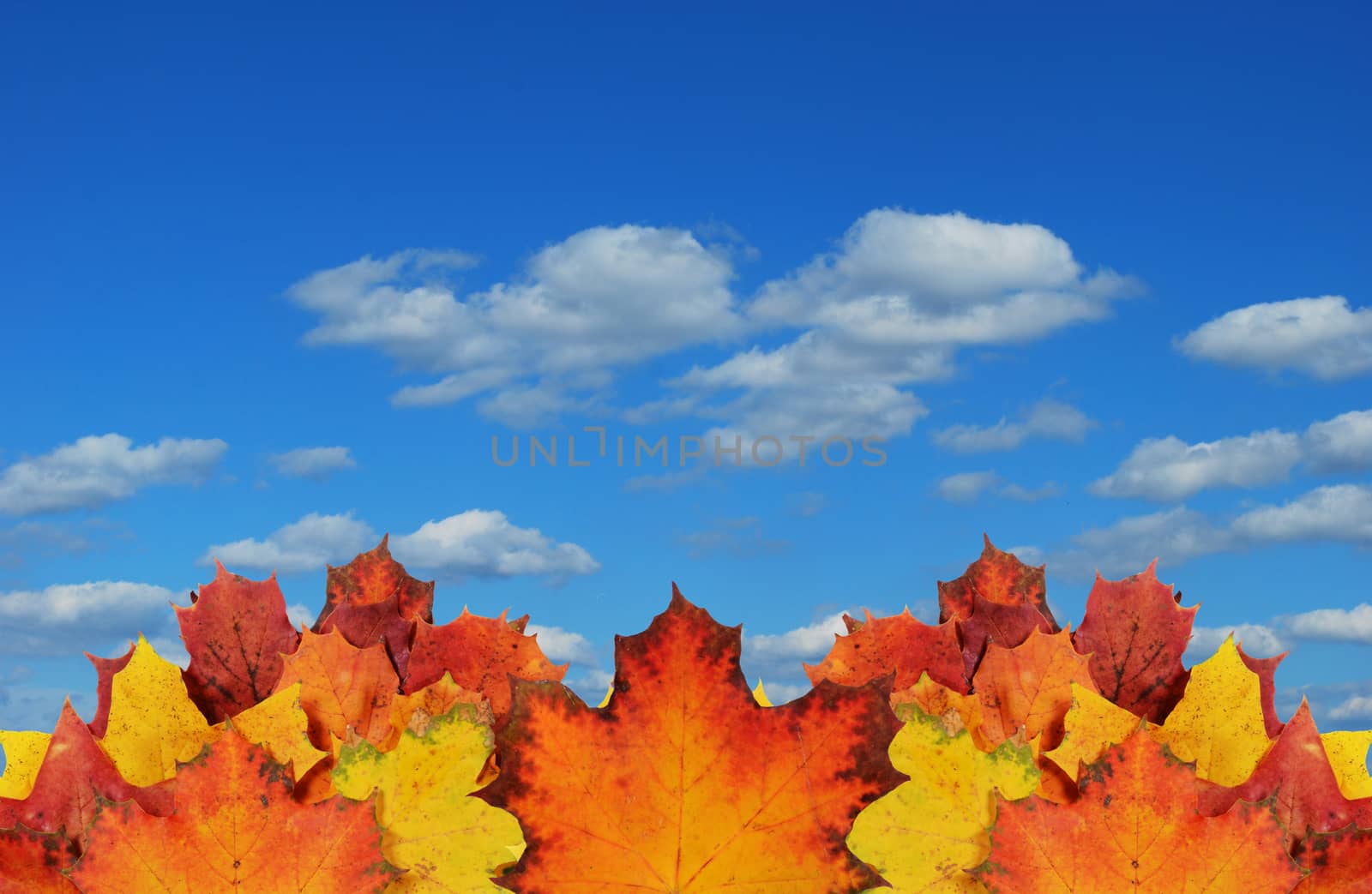 autumn background by sarkao