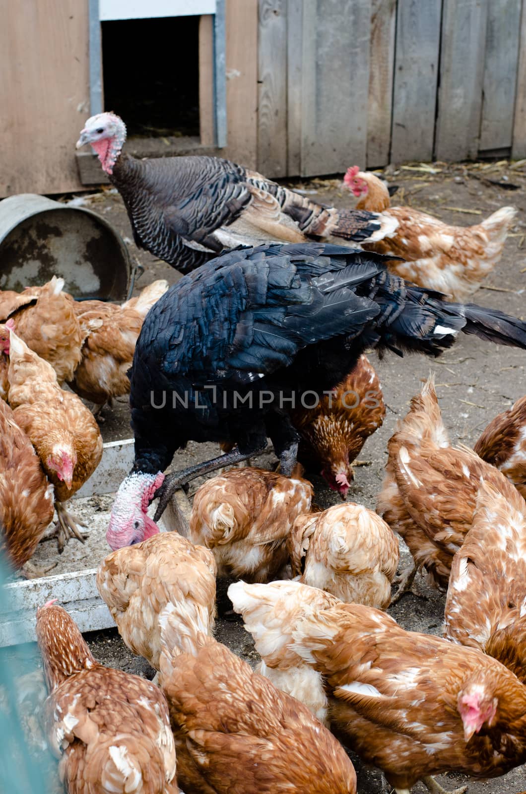 poultry