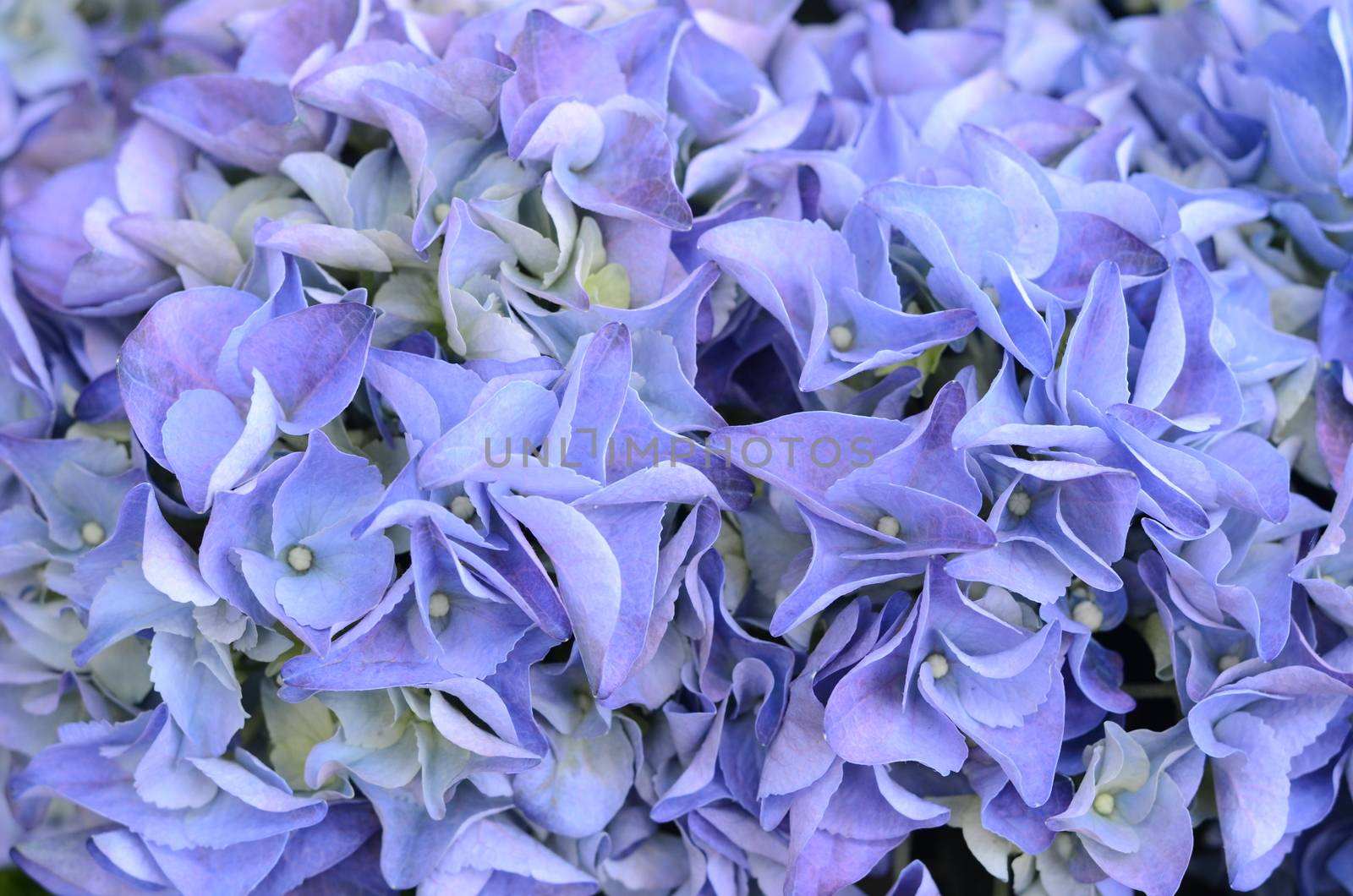 blue flowers