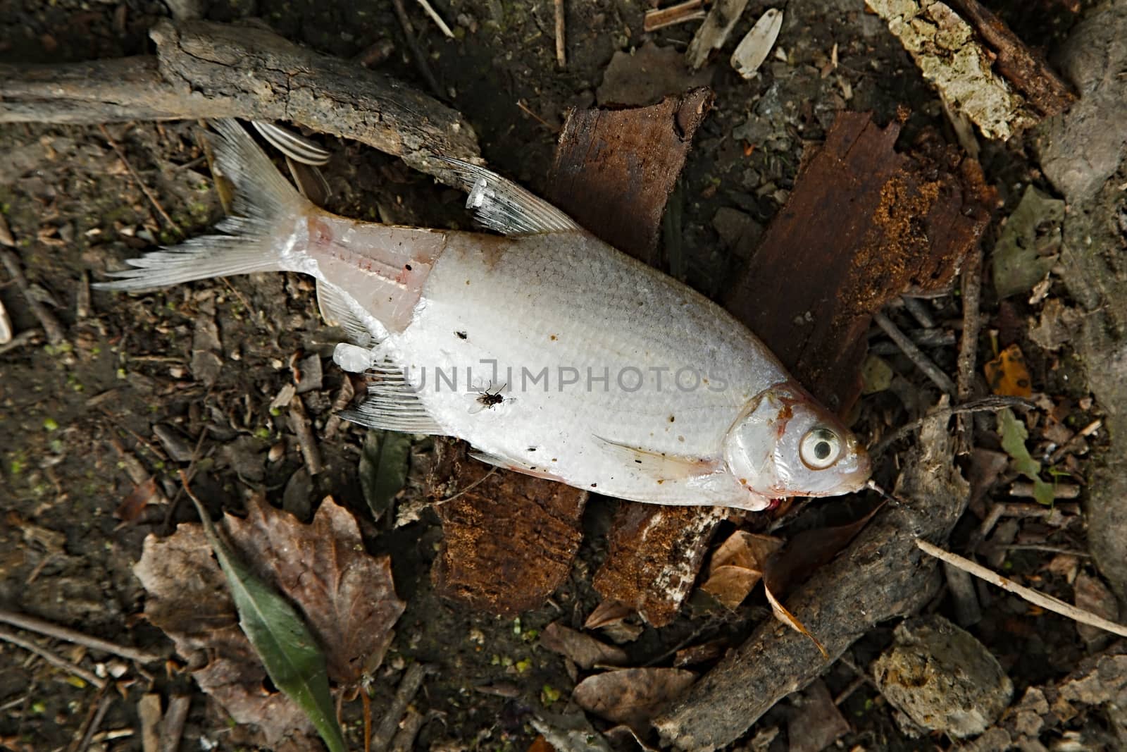 Dead fish by Gudella