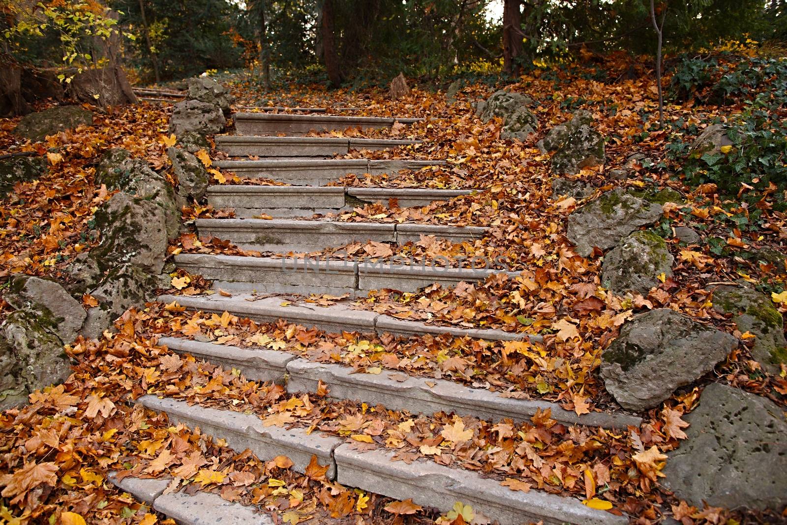 Fallen leaves on stone stairs