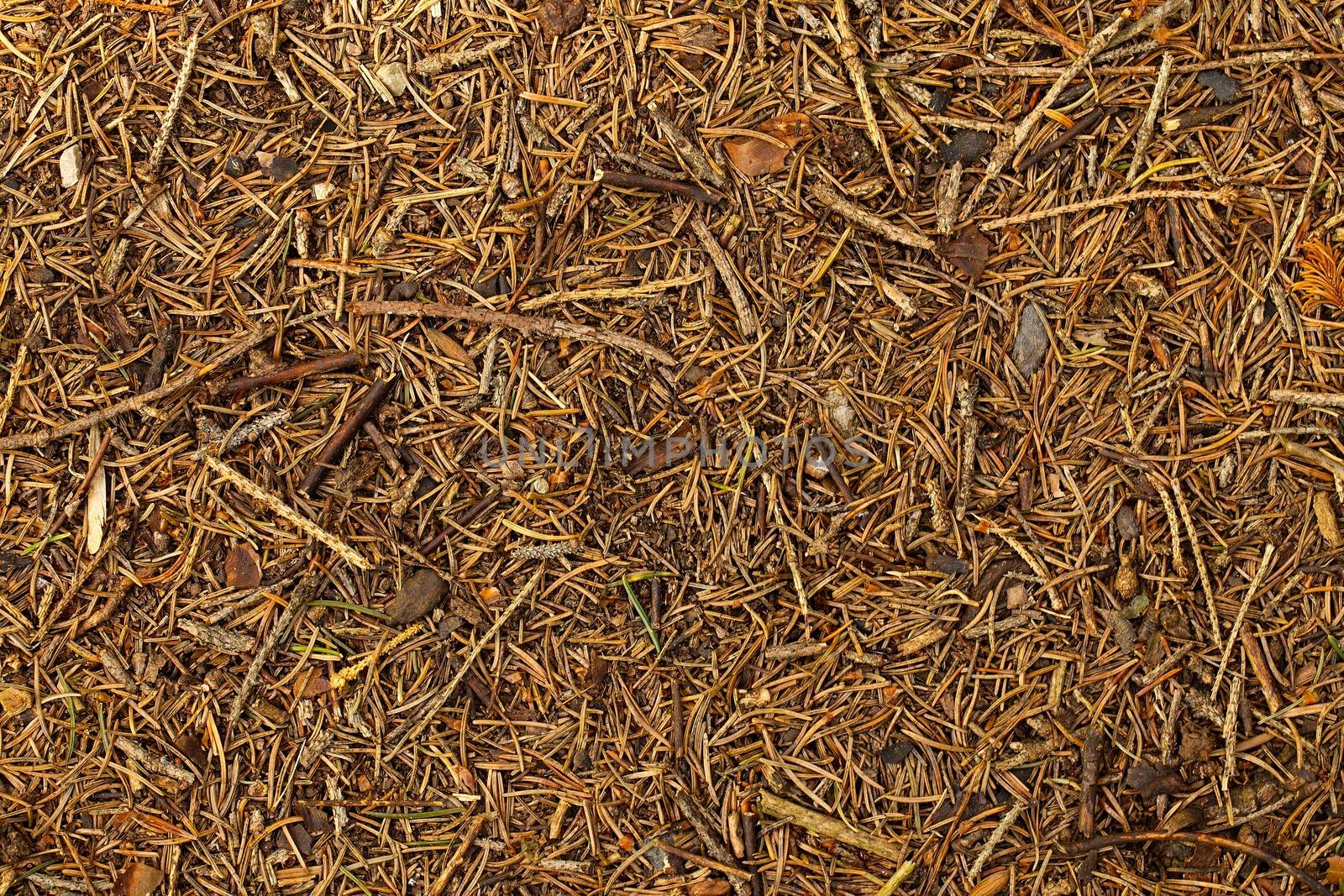 Forest floor with fallen plent parts