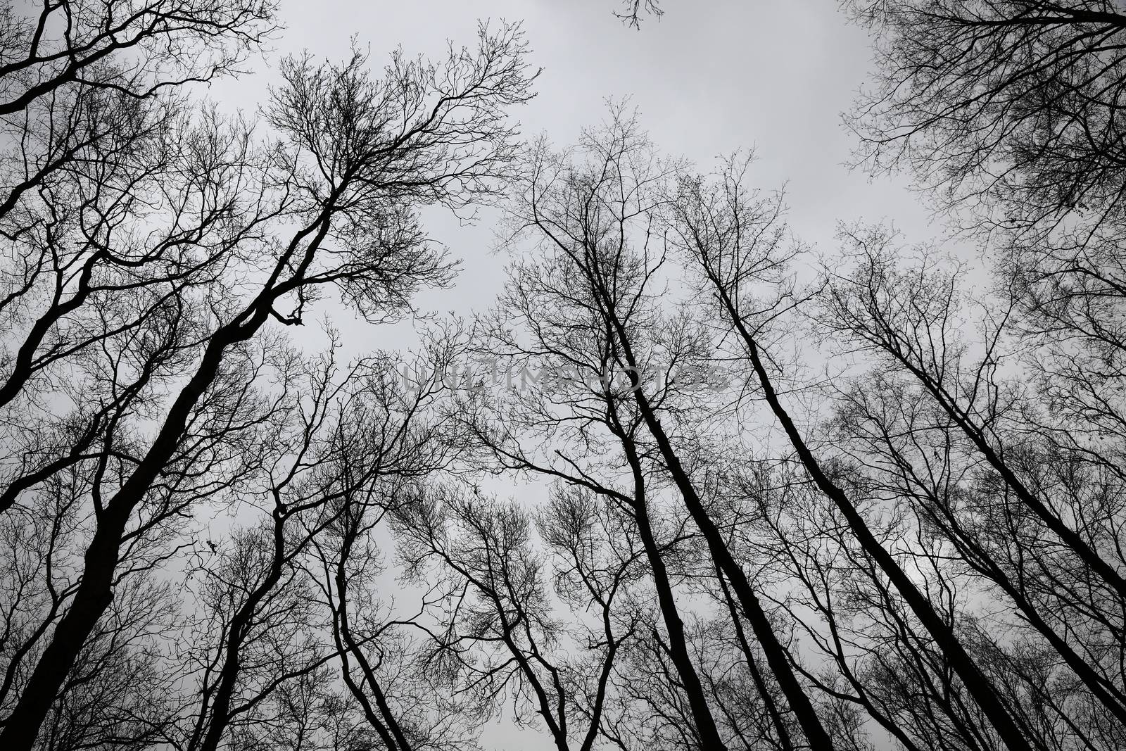 Bare trees of an autumn forest