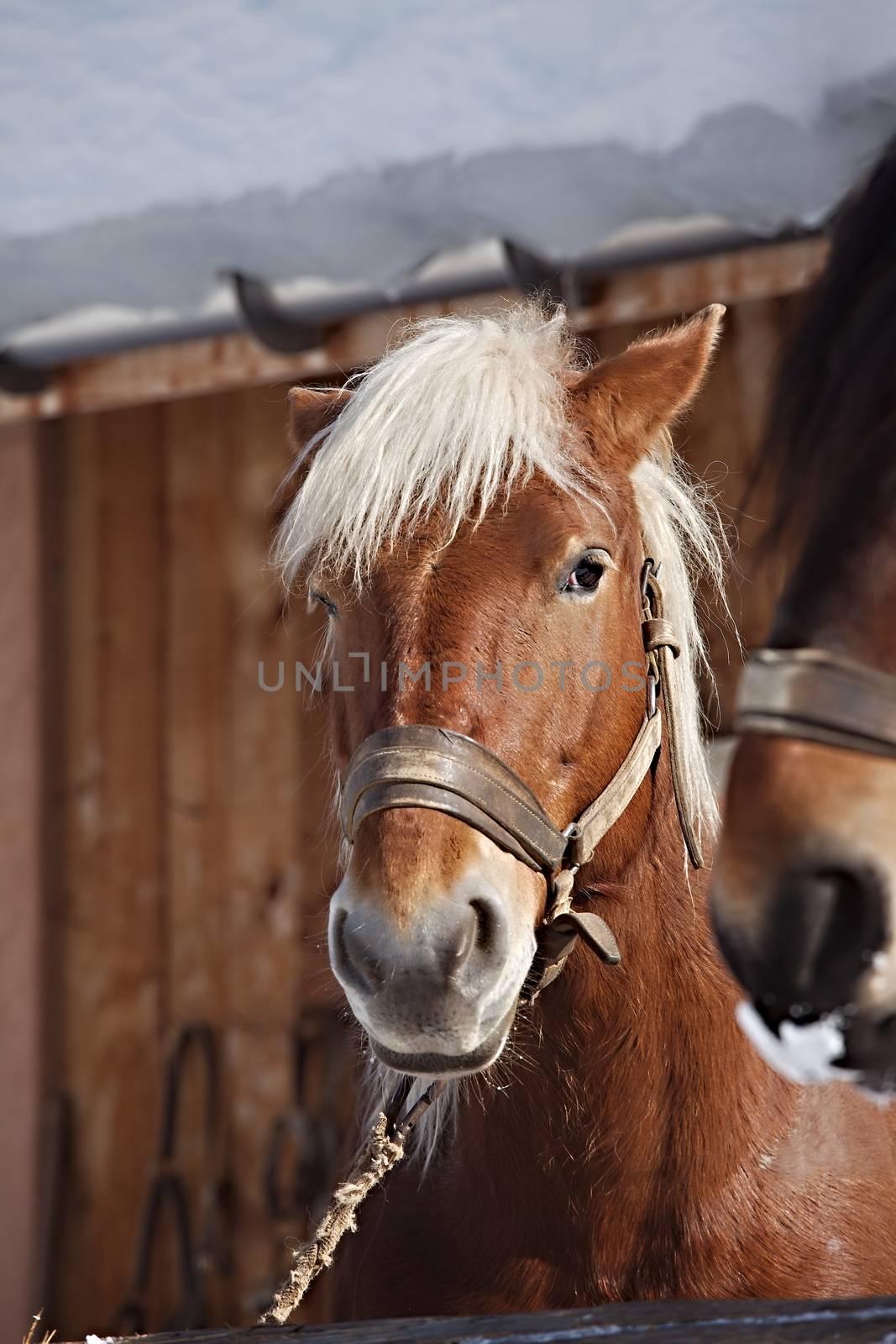 Horse on a field in winter