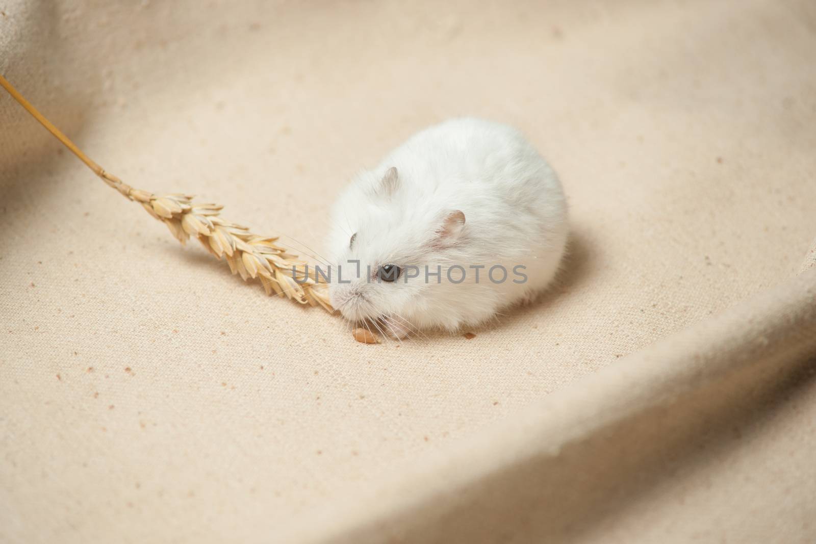 The small hamster eat a seed on sackcloth