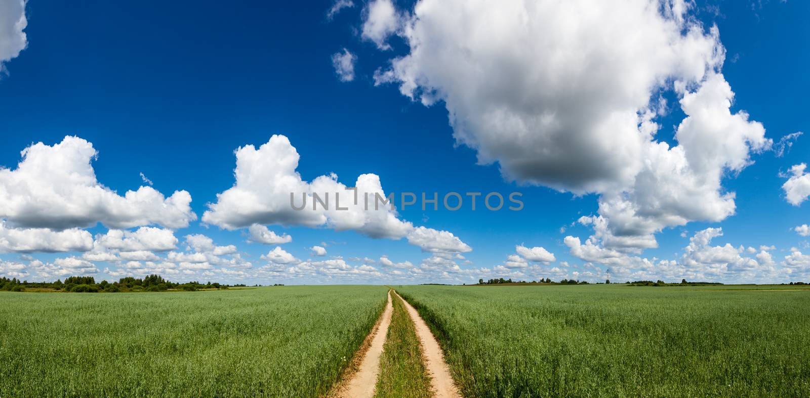 Panoramic view of summer field with green oats, dirt road and blue cloudy sky