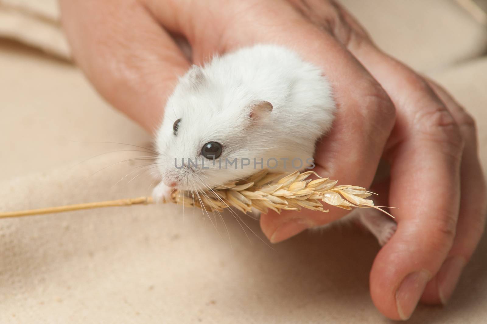 The small hamster eat a seed on sackcloth