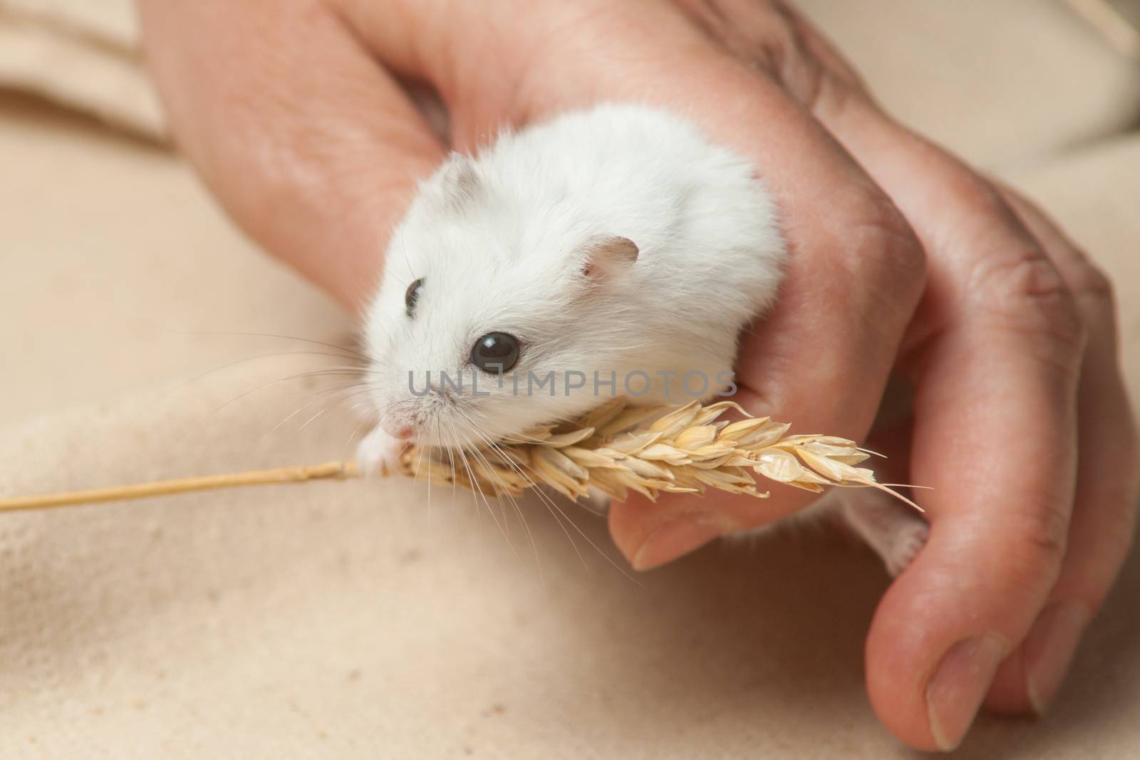 hamster eat a seed. by kozak