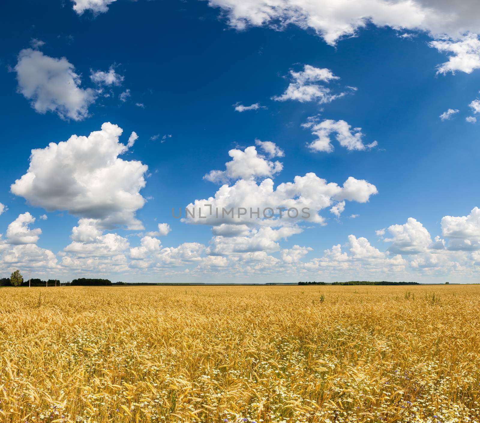 Barley field by naumoid