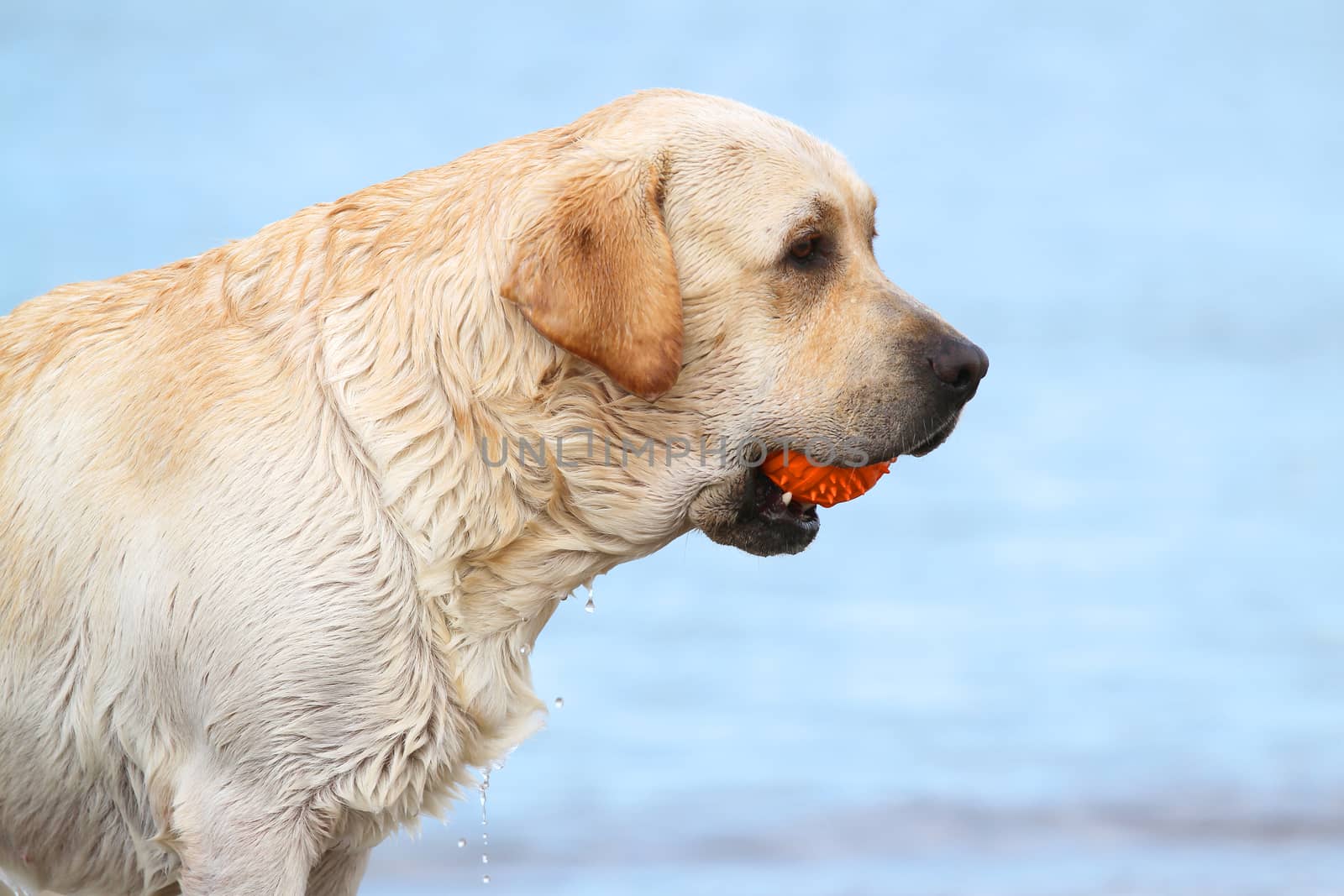 labrador at the sea sand portrait with an orange ball