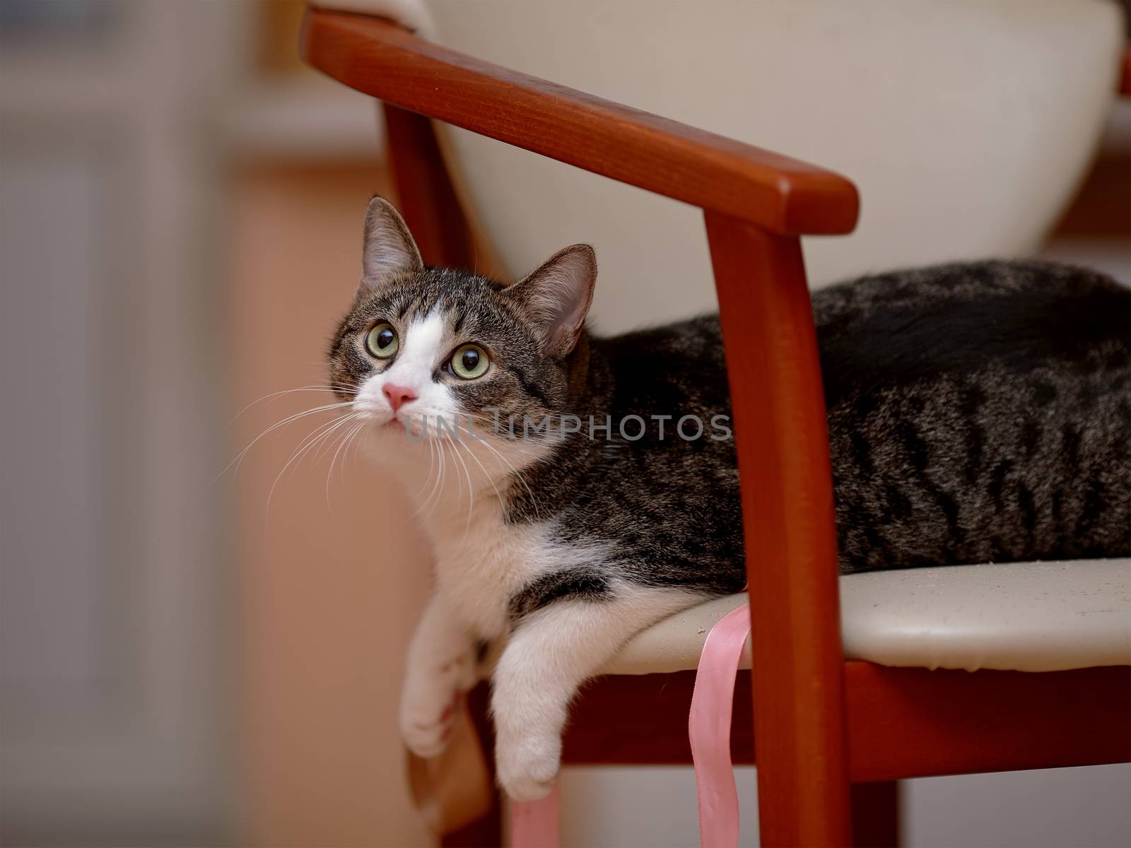 Striped with white the cat lies on a chair. by Azaliya