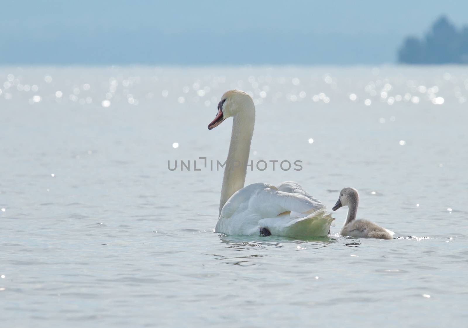 Swan and baby by Elenaphotos21