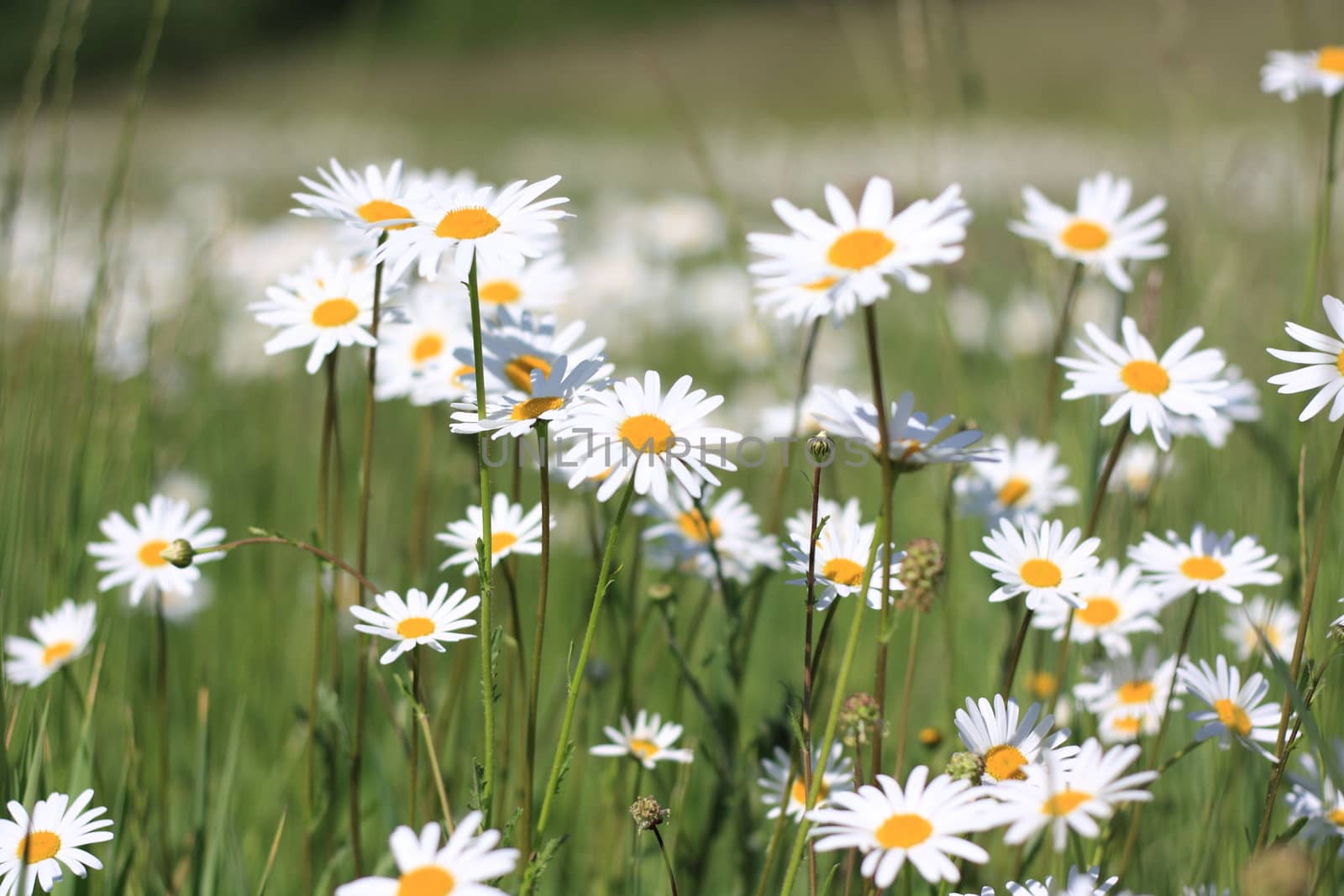 beautiful daisy flowers on a green meadow