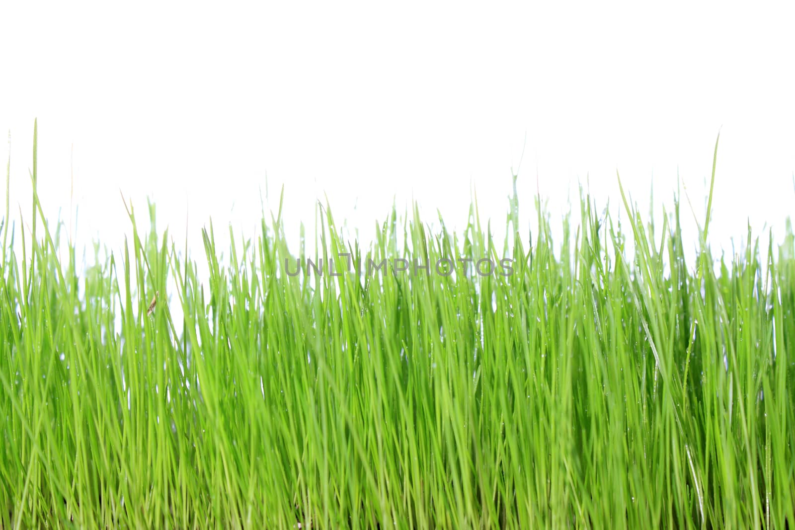 green grass with white background 