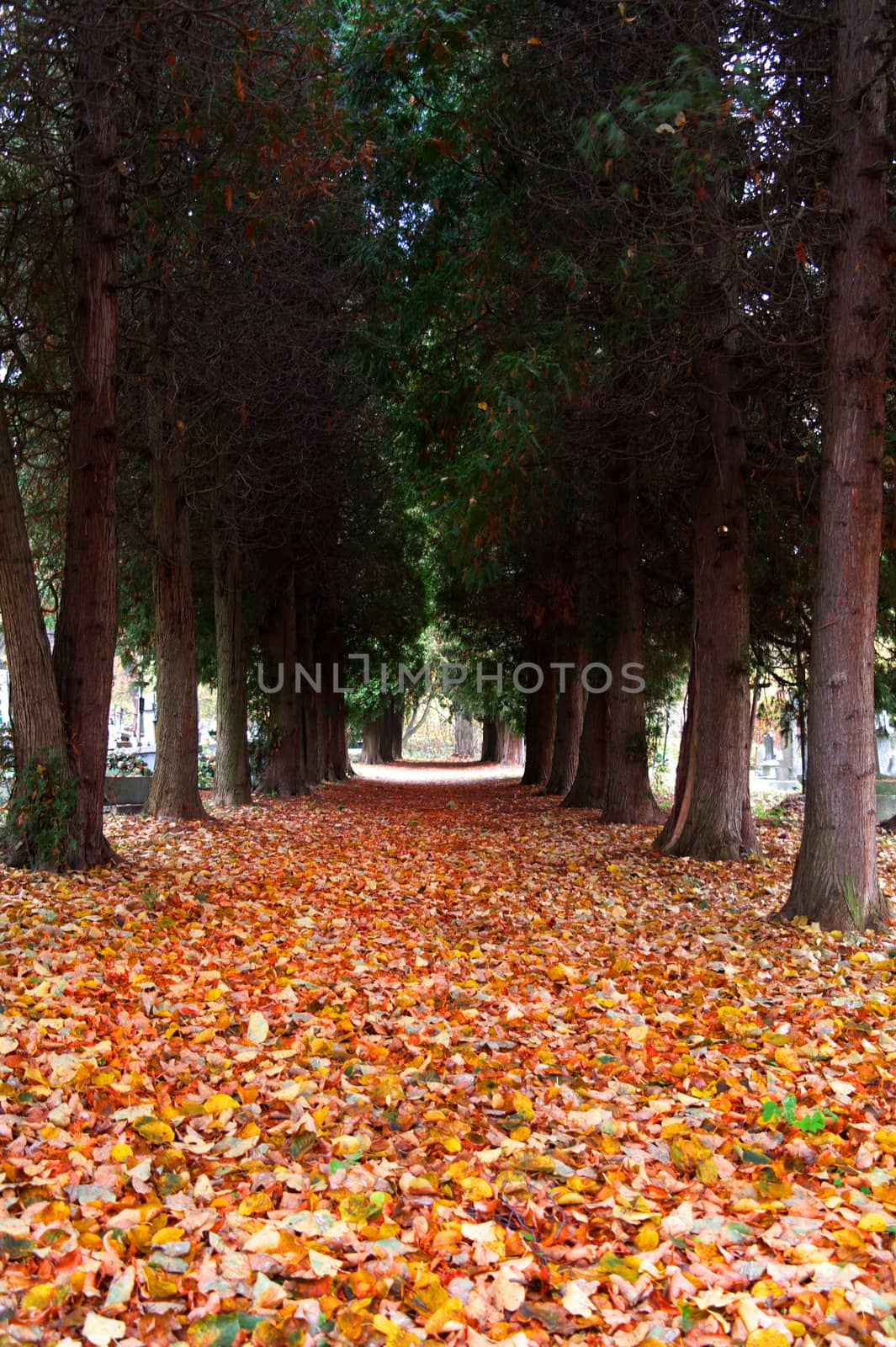 leaves covered graveyard alley