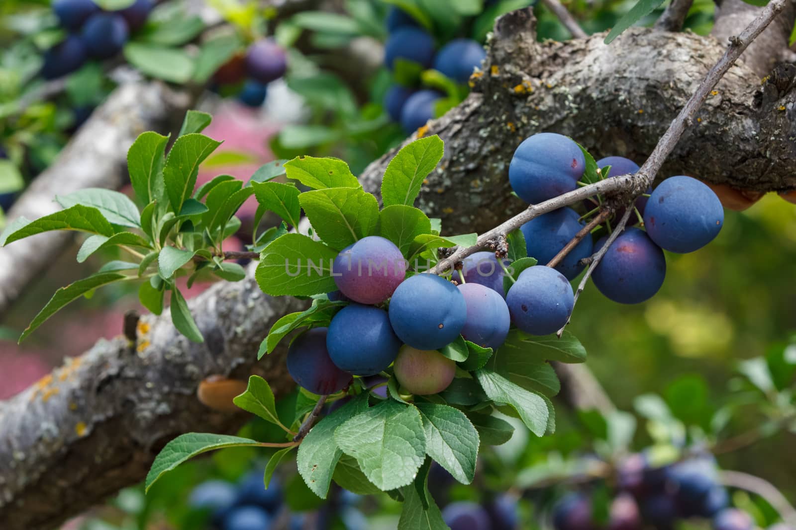 Plums on a branch of plum tree. by Slast20