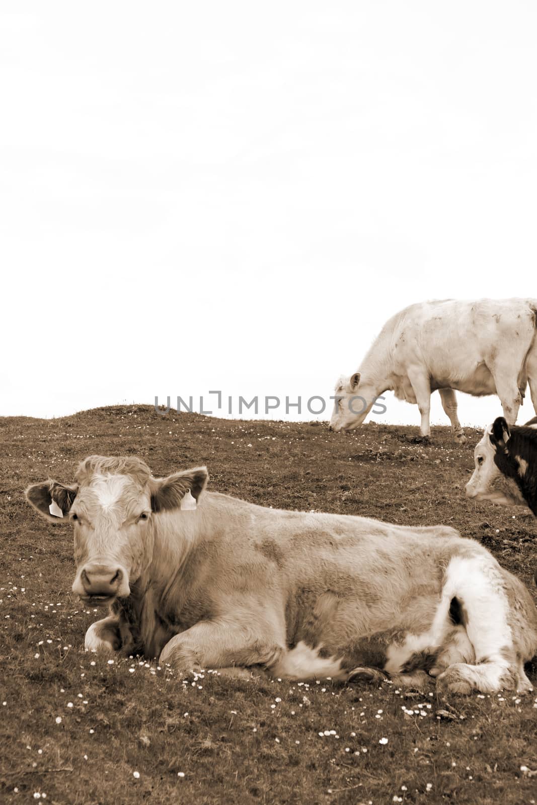 cattle feeding on the green grass in sepia by morrbyte