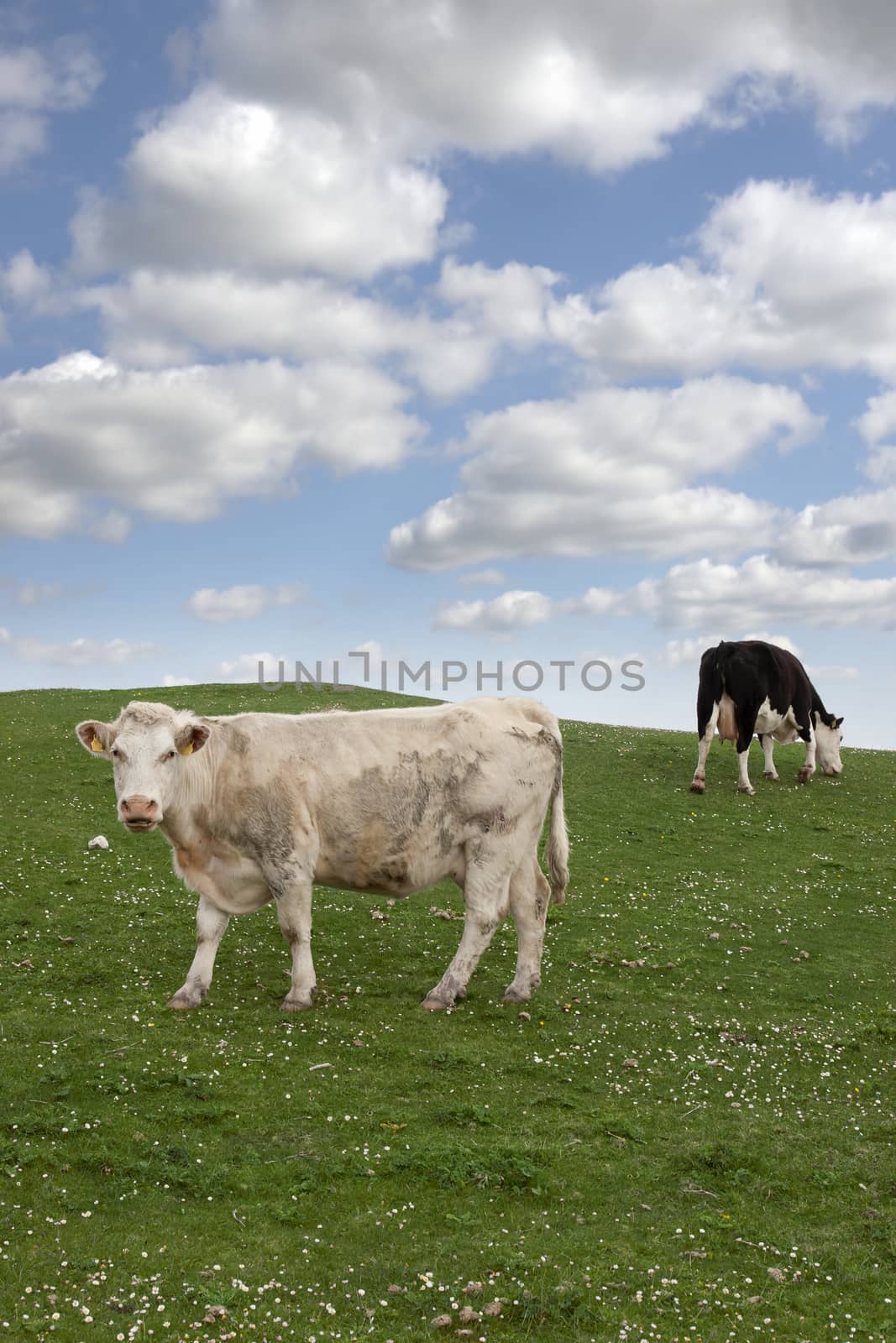cattle feeding on the green grass by morrbyte