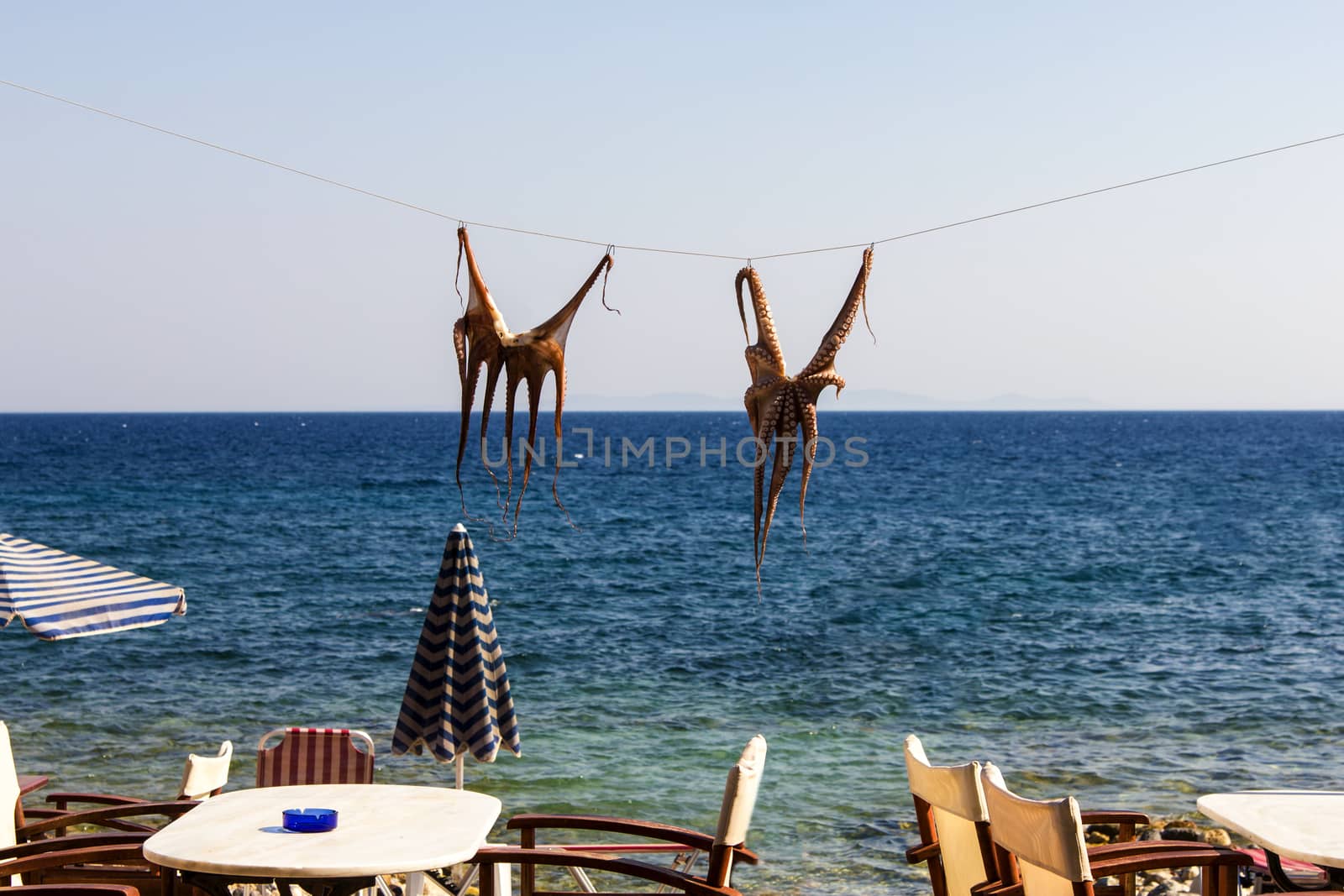 Drying octopus on sun. Samos island, Greece. by huntz