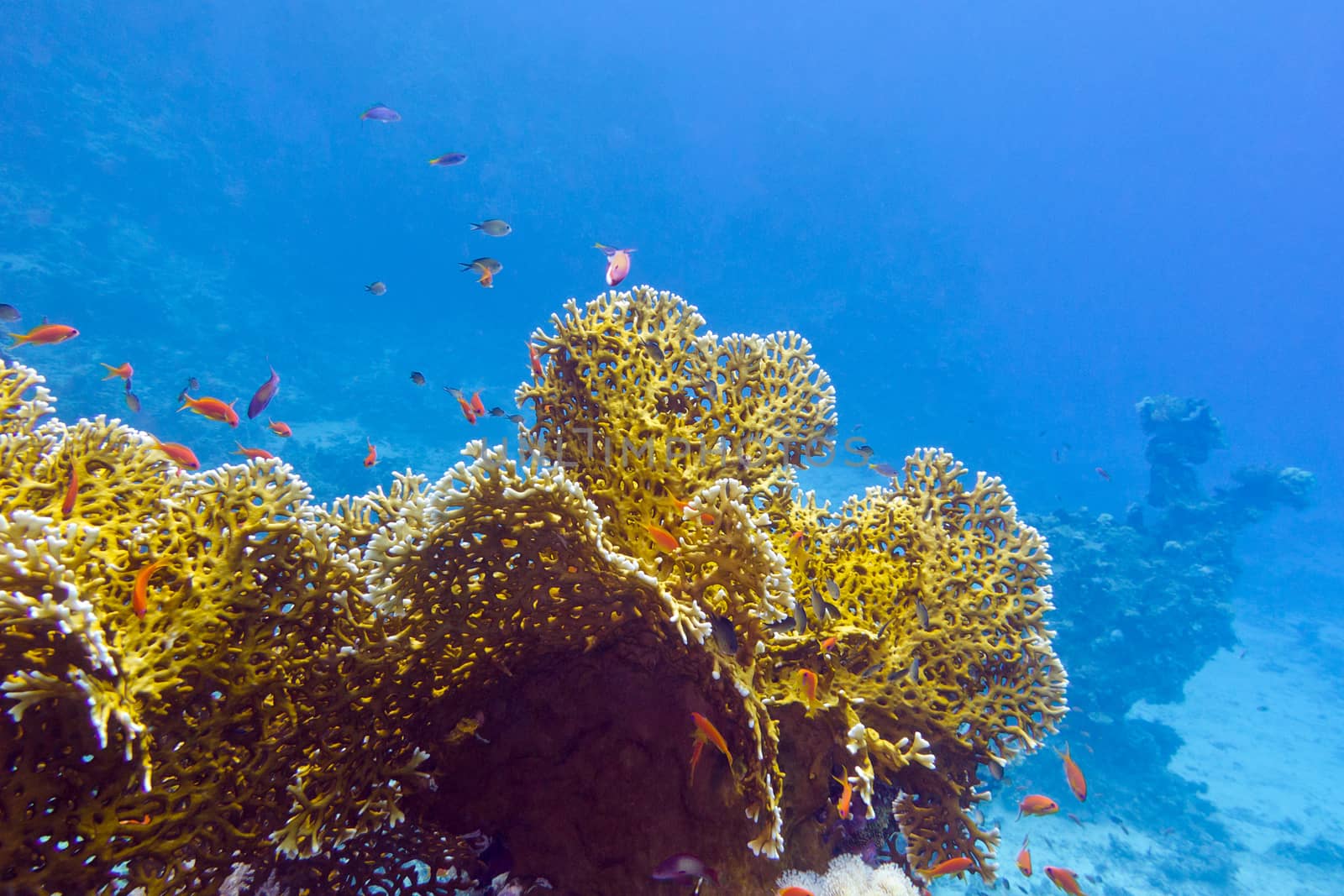 coral reef with fire corals and exotic fishes anthias at the bottom of tropical sea on blue water background by mychadre77