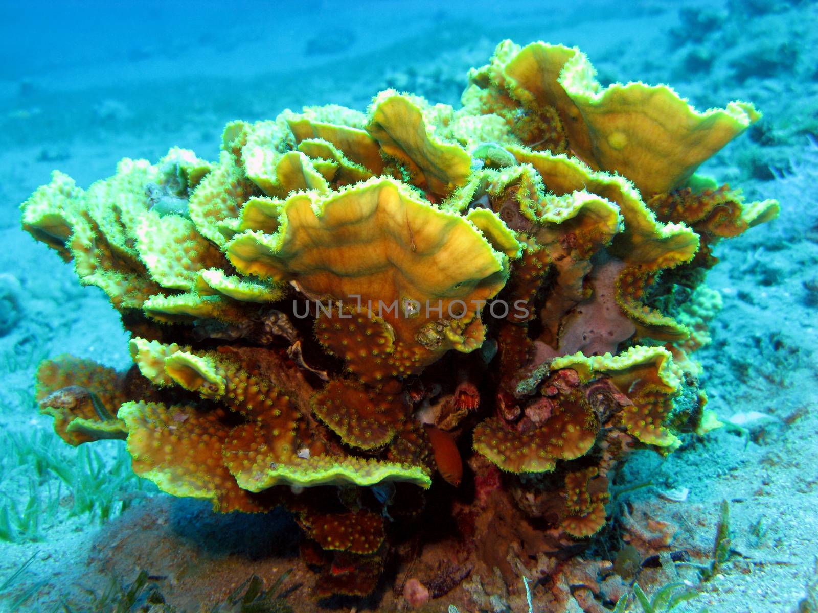 coral reef with great yellow  coral Turbinaria reniformisat the bottom of tropical sea