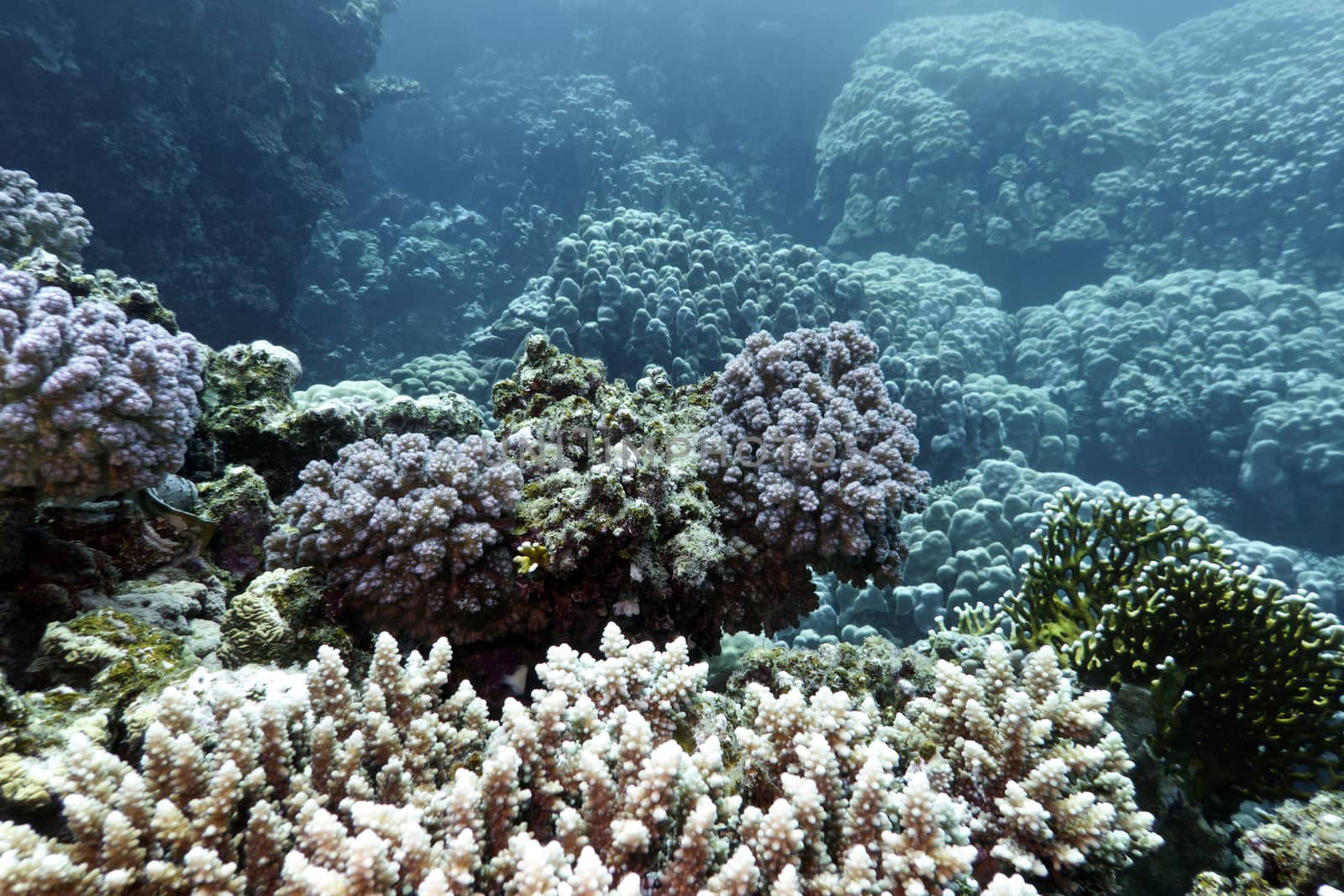 coral reef with hard corals at the bottom of tropical sea by mychadre77