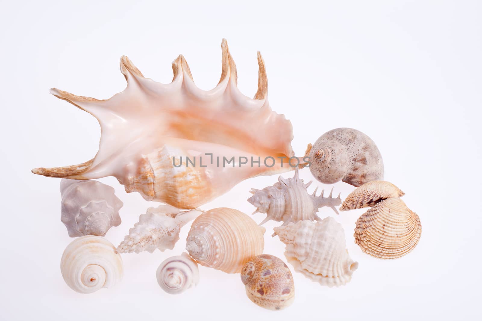 various types of sea shells isolated on white background