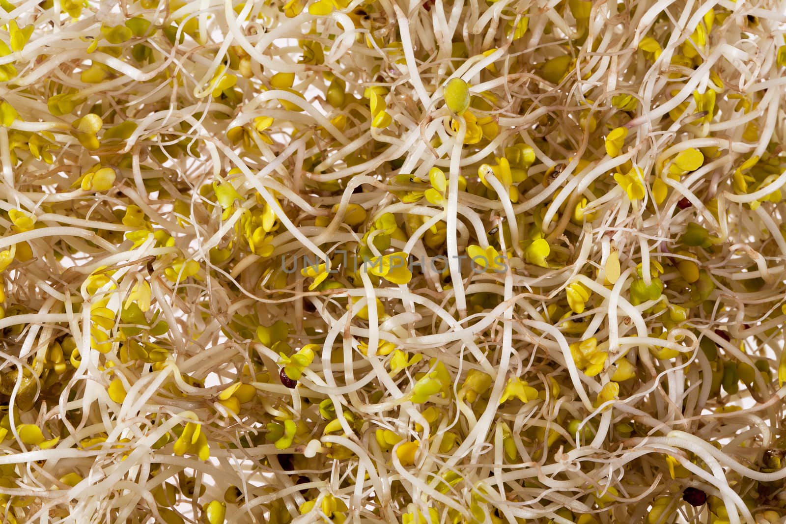 background of broccoli sprouts macro
