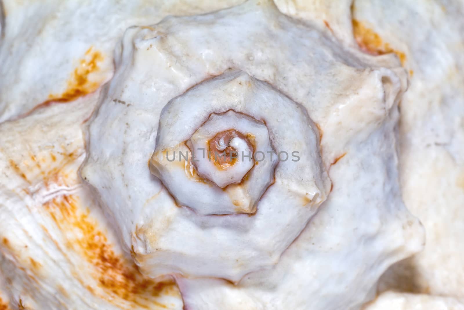 isolated great skeleton of sea shell- macro