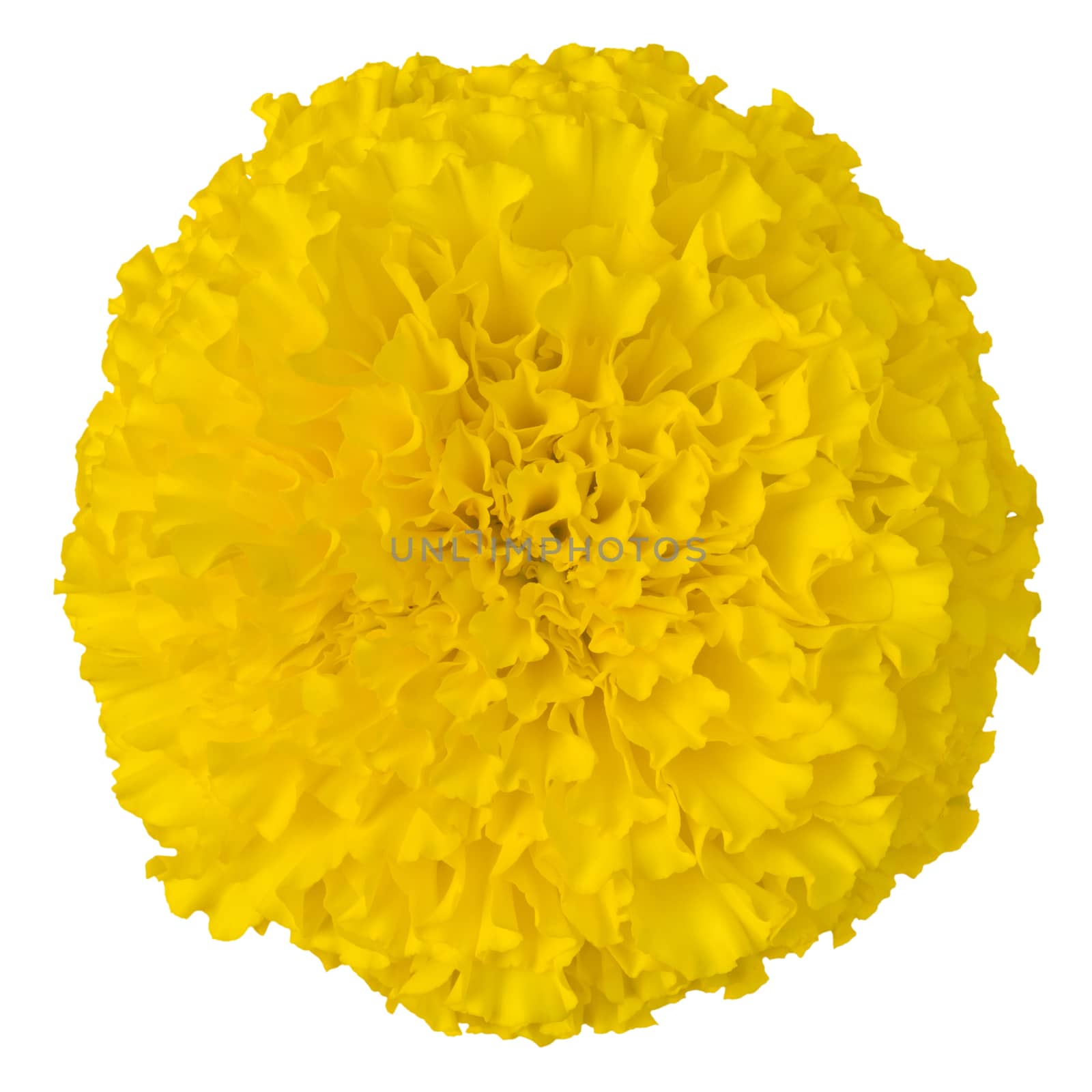 Close-up large Yellow Marigold flower on white background
