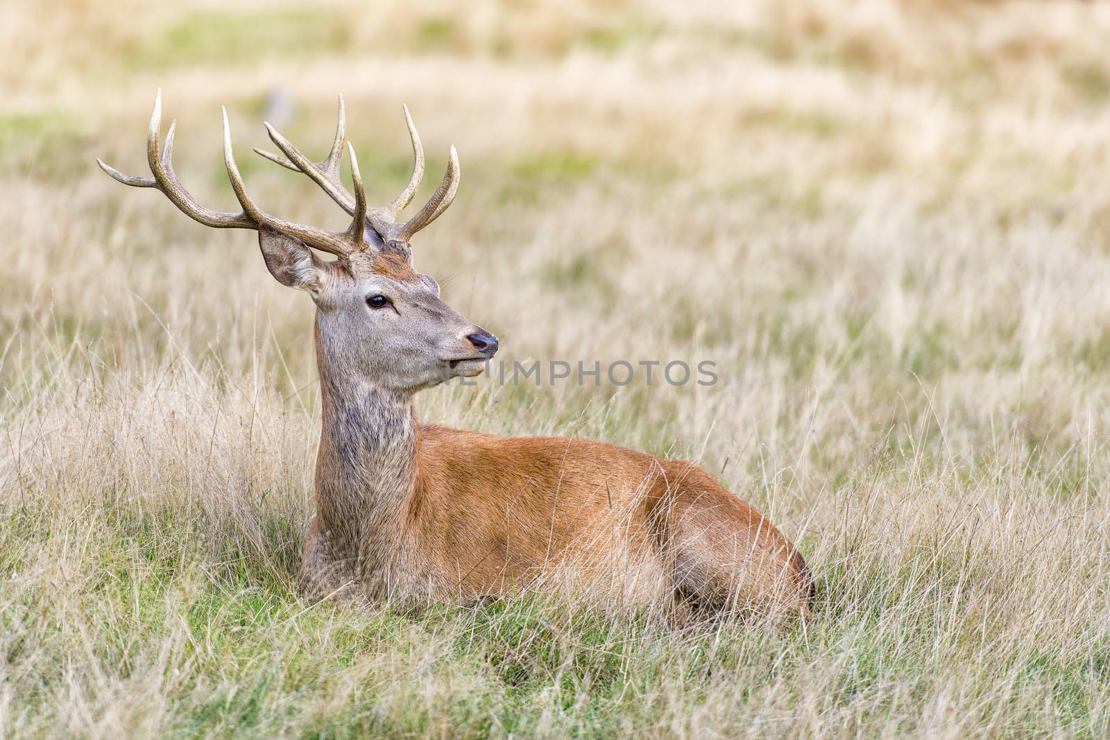 The Cervus Elaphus, known as red deer, is the fourth-largest deer species behind moose, elk and sambar deer. It is a ruminant, eating its food in two stages and having an even number of toes on each hoof, like camels, goats and cattle.

The male red deer is called Stag or Hart, the female is called Hind and the young deer is called Calf.

Only the male stags have antlers, which start growing in the spring and are shed each year, usually at the end of winter.

Deer grow new coats twice a year. Red deer have a thin single coat of glossy red hair which replaces the thick winter coat in June.