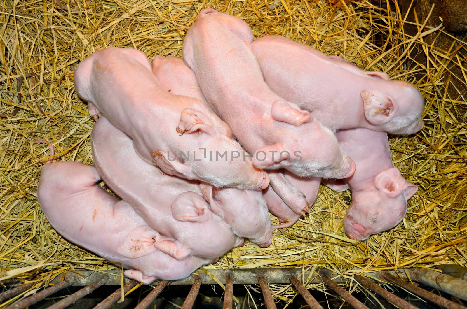 Newborn piglets sleeping on straw in a nursery cage.
