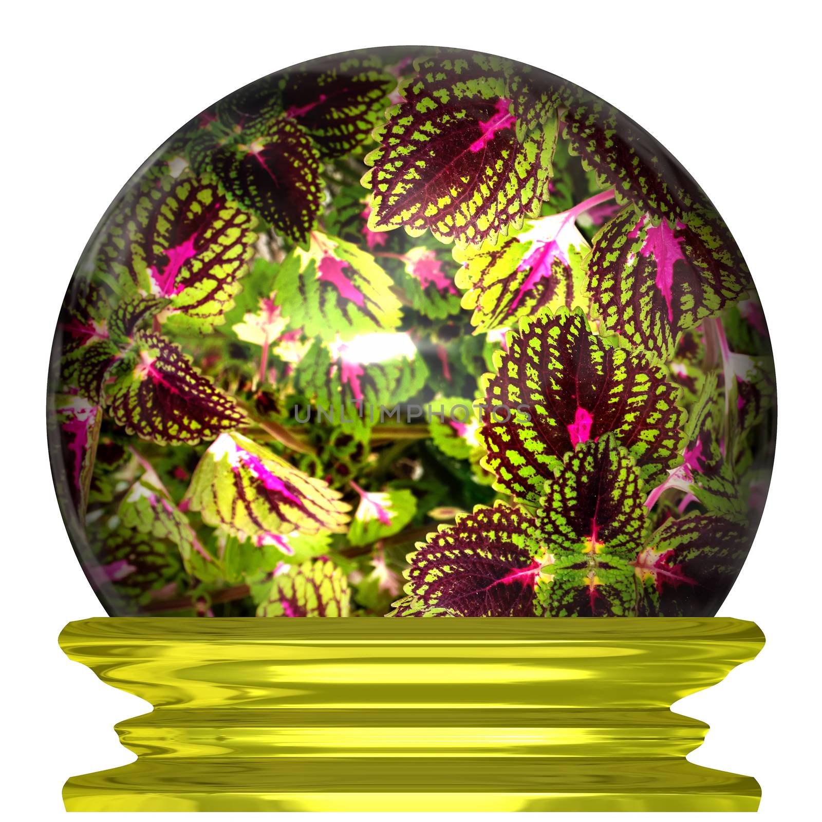 Images of flowers with vivid colors in a crystal ball