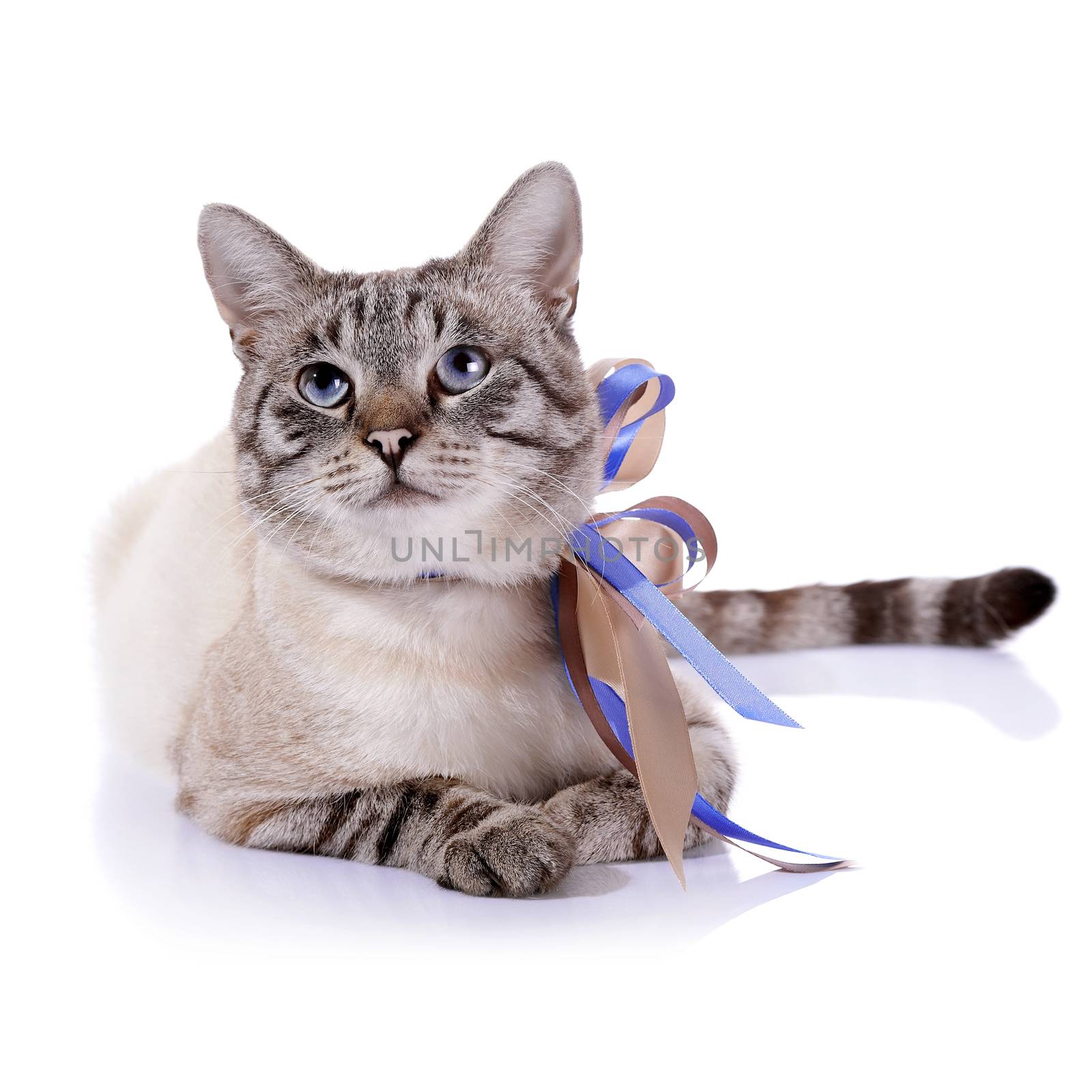 Striped blue-eyed cat with a tapes. by Azaliya