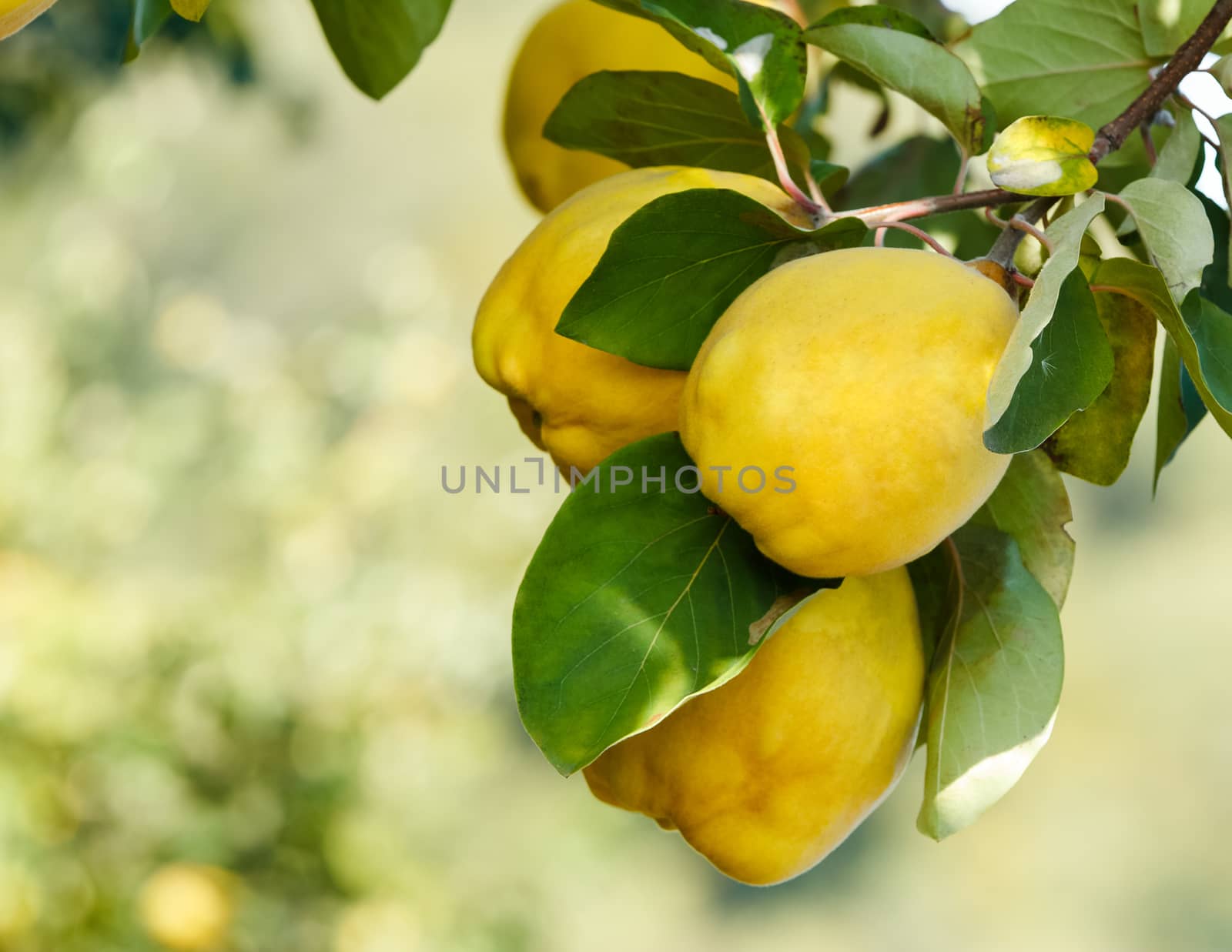 Quinces on tree with beautiful bokeh. Copy space composition. Shallow DoF