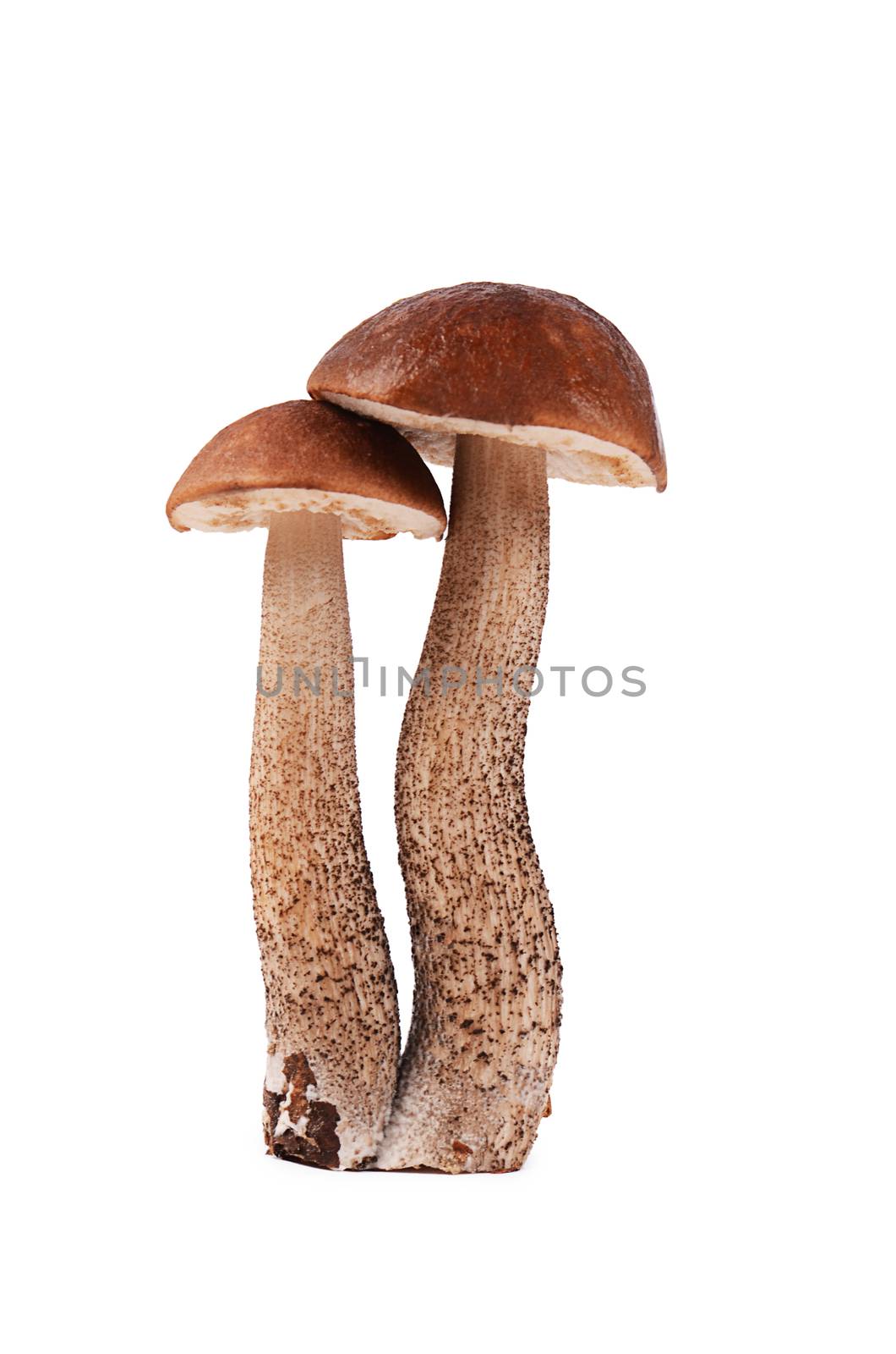 Brown cap boletus isolated on white background