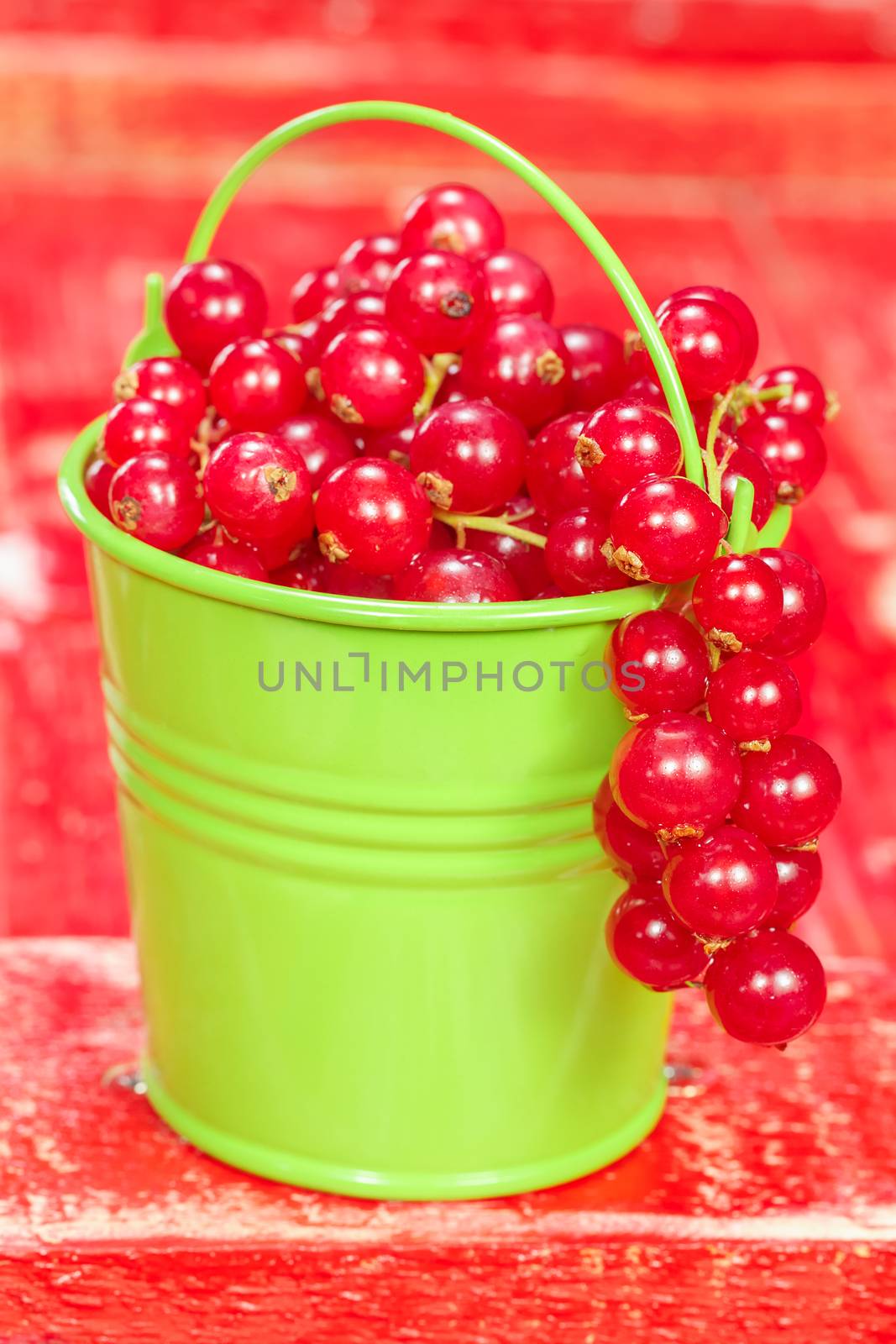 Fresh harvested red currants in small bucket.
