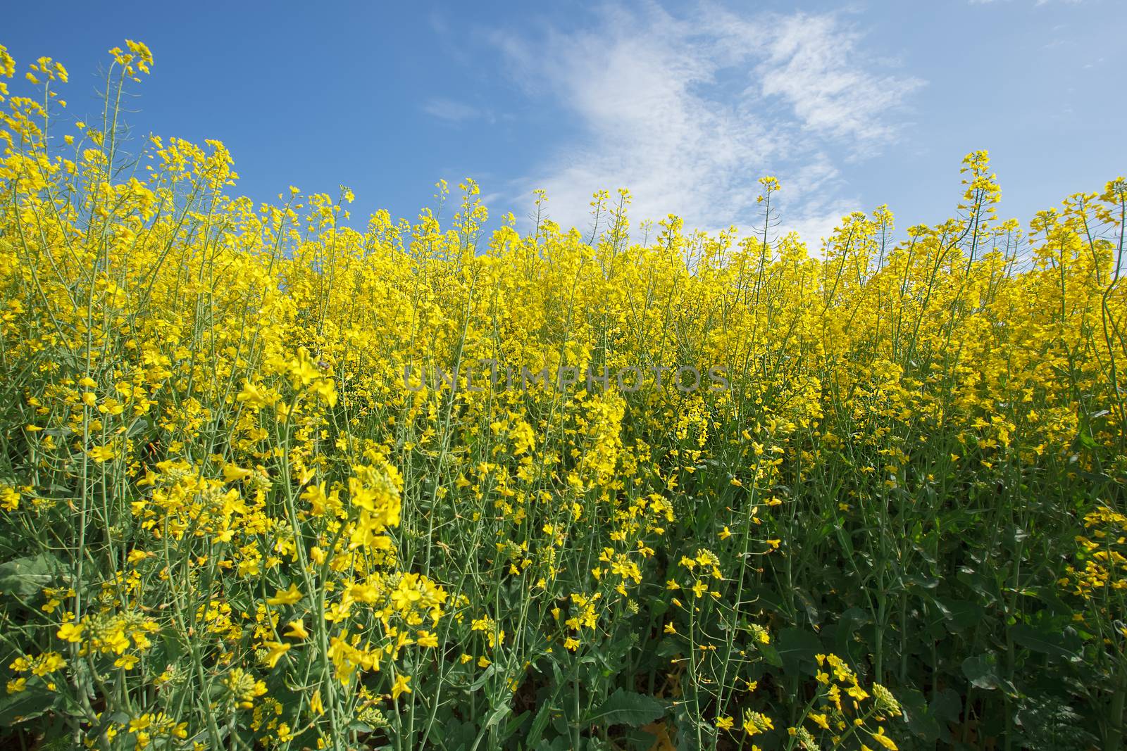 Oilseed Rape, Canola, Biodiesel Crop. Flowering oilseed rapeseed. Selective Focus of Canola Field