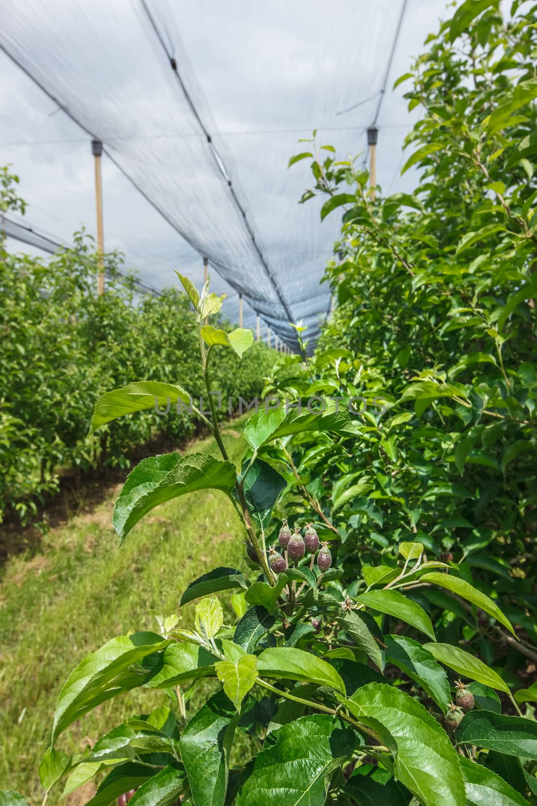 Apple orchard with modern system for irrigation and nets against hail