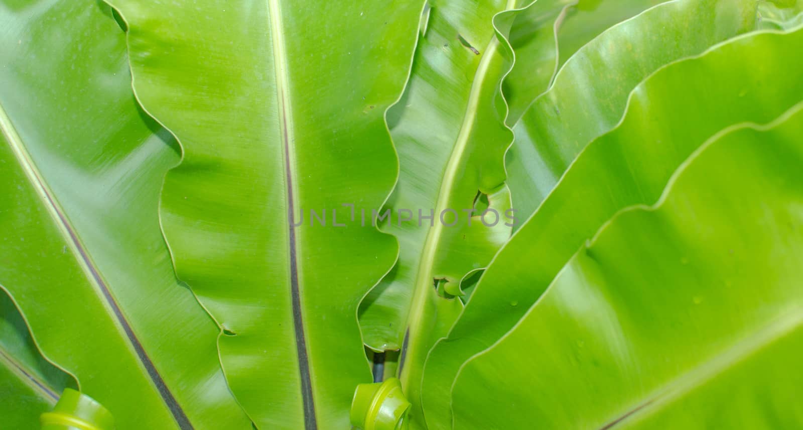 Abstract green leaf texture for background .