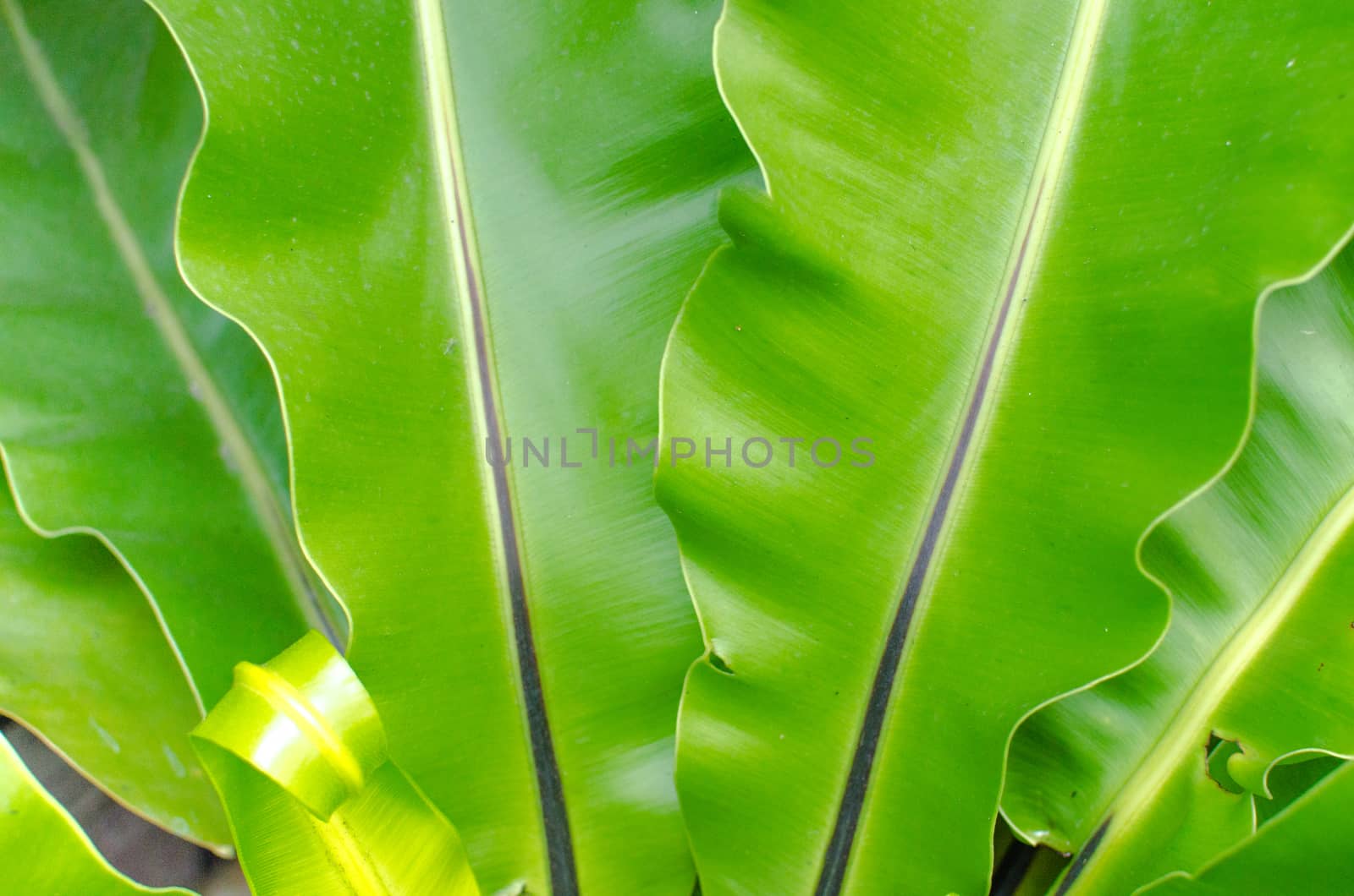Abstract green leaf texture for background .