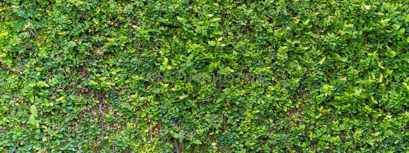 Green Bush. Seamless Tileable Texture .