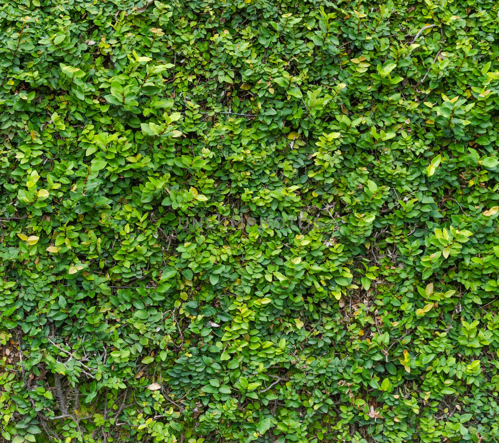 Green Bush. Seamless Tileable Texture ..
