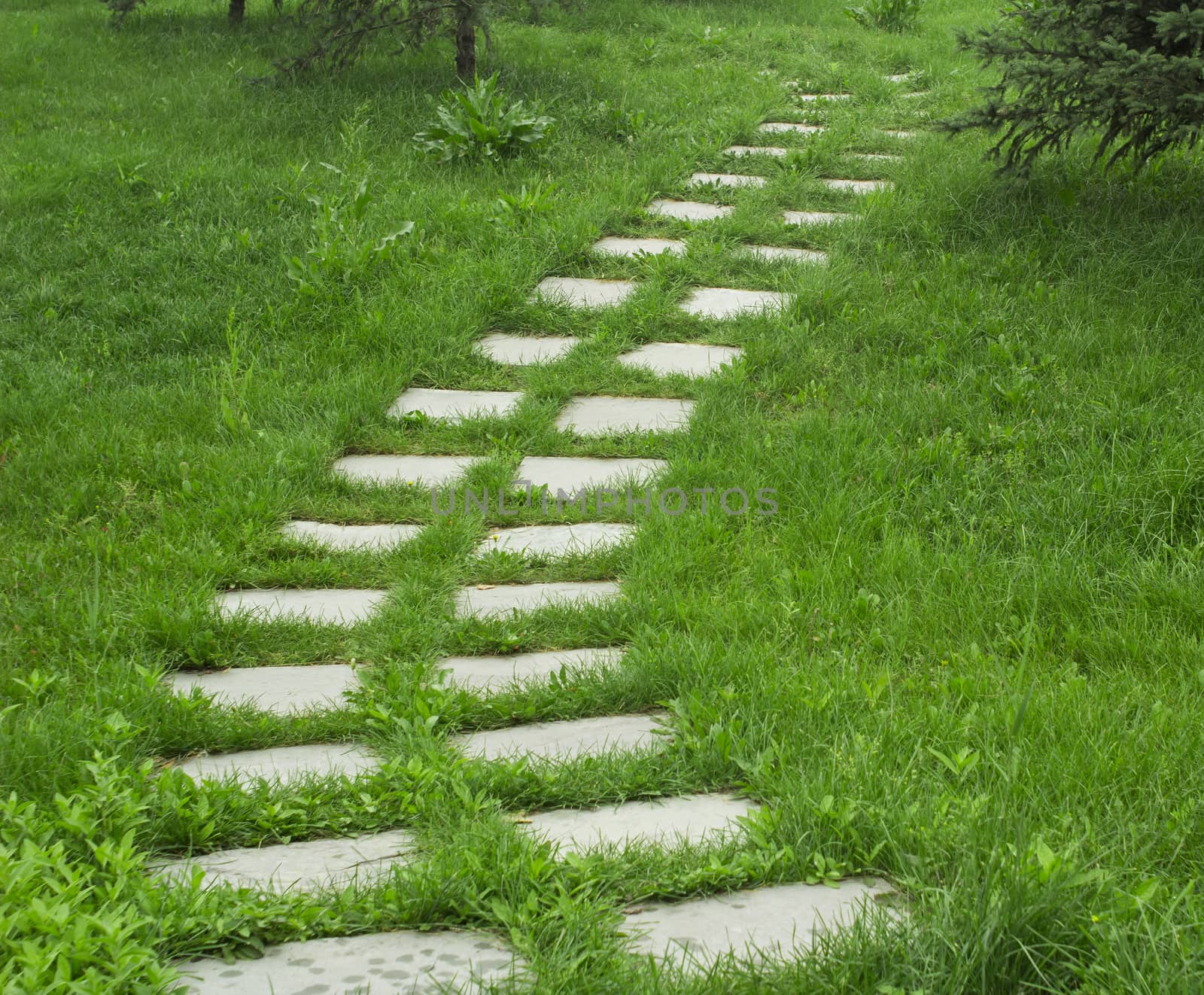 stone walkway on the grass in the park