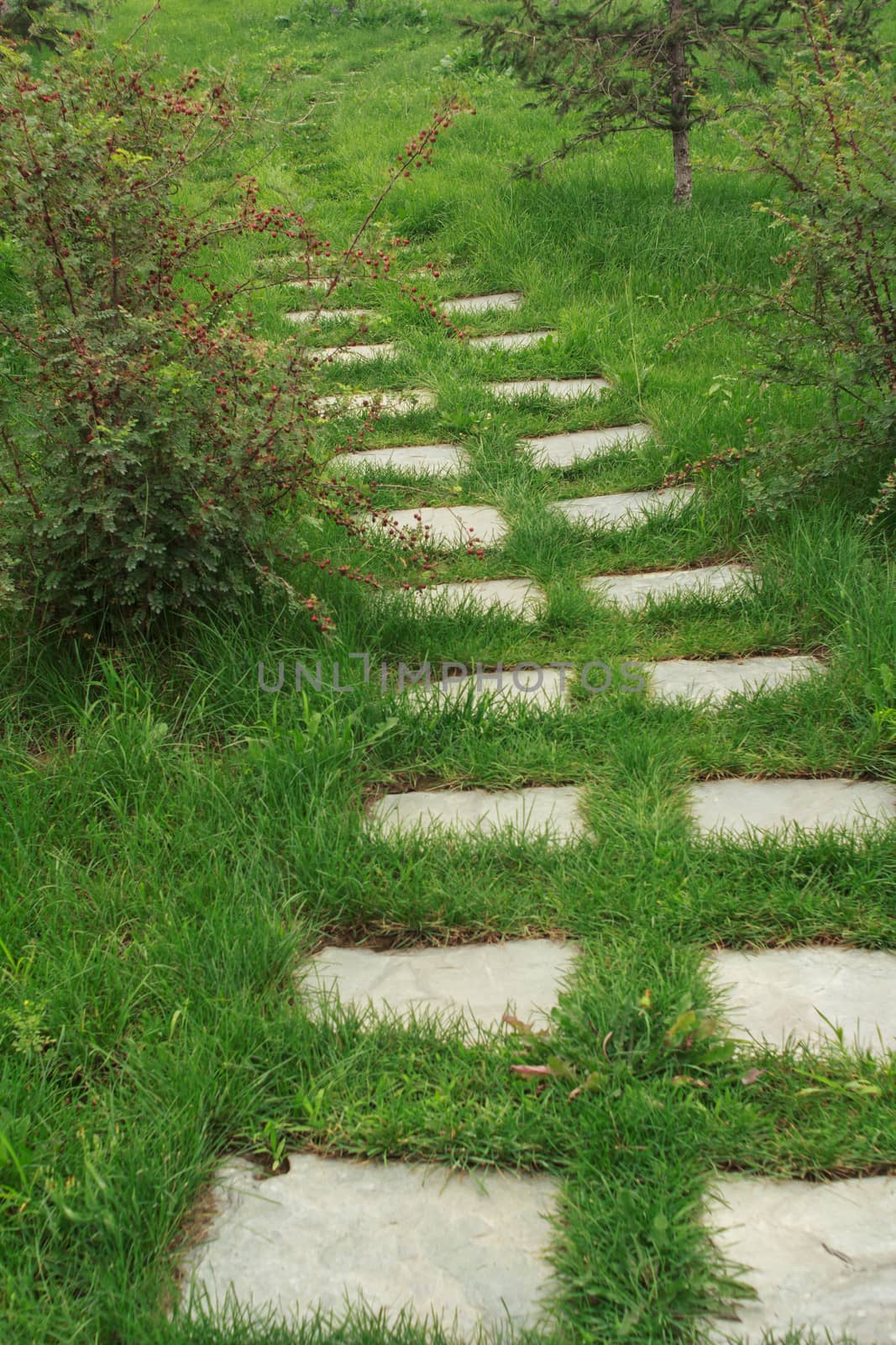 stone walkway on the grass in the park