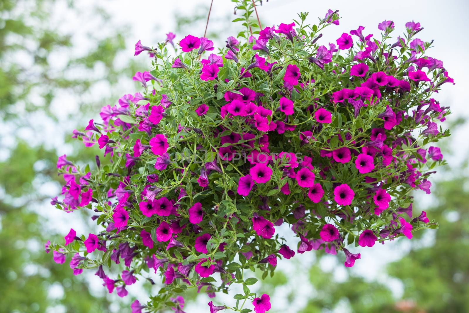Outside basket filled with vibrant pink petunias